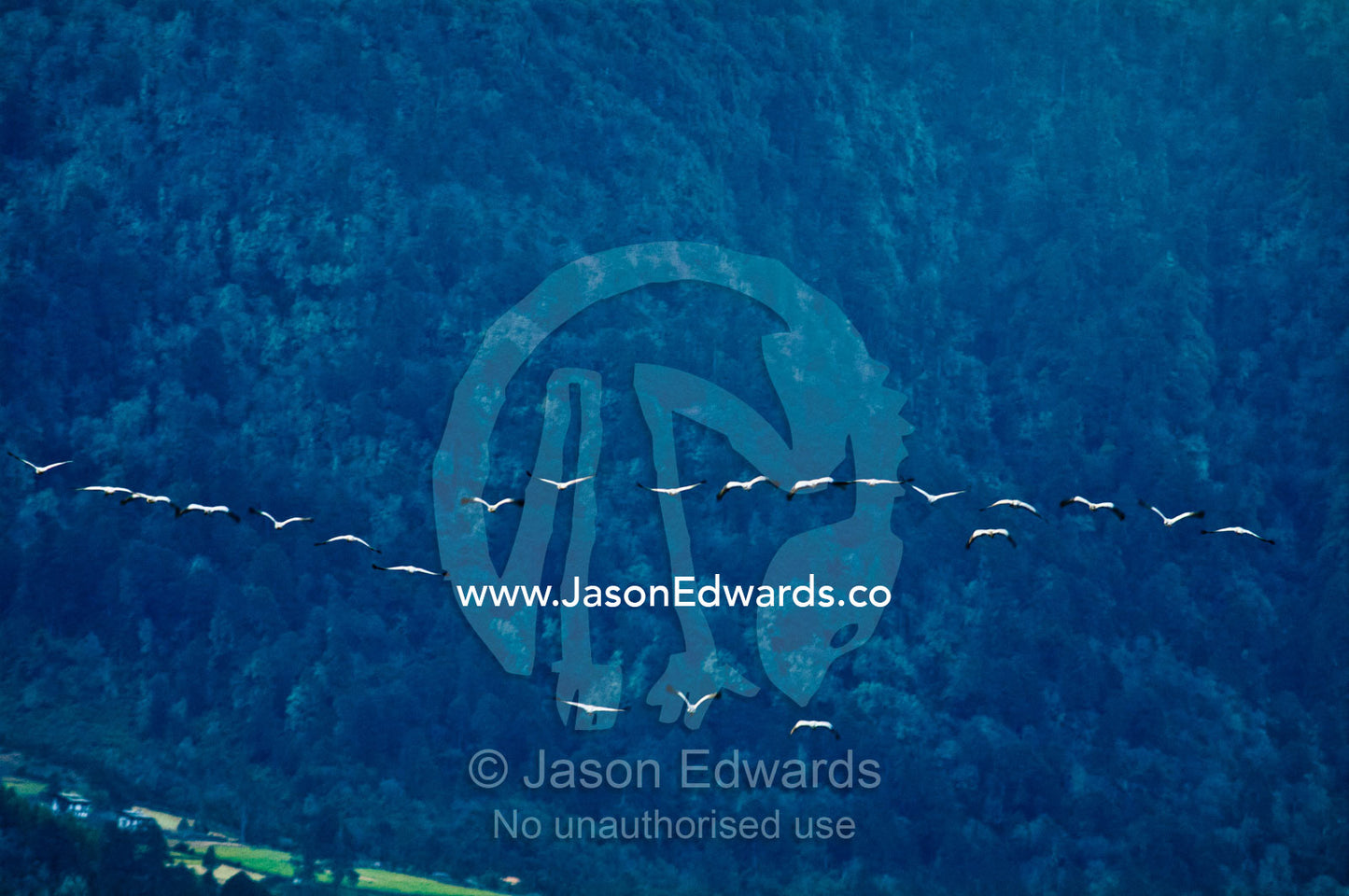 A flock of vulnerable black-necked cranes flying in formation through a forested Himalaya valley. Phobjikha Conservation Area, Phobjika Valley, Phobjikha Valley, Gangteng Valley, Black Mountains, Bhutan.