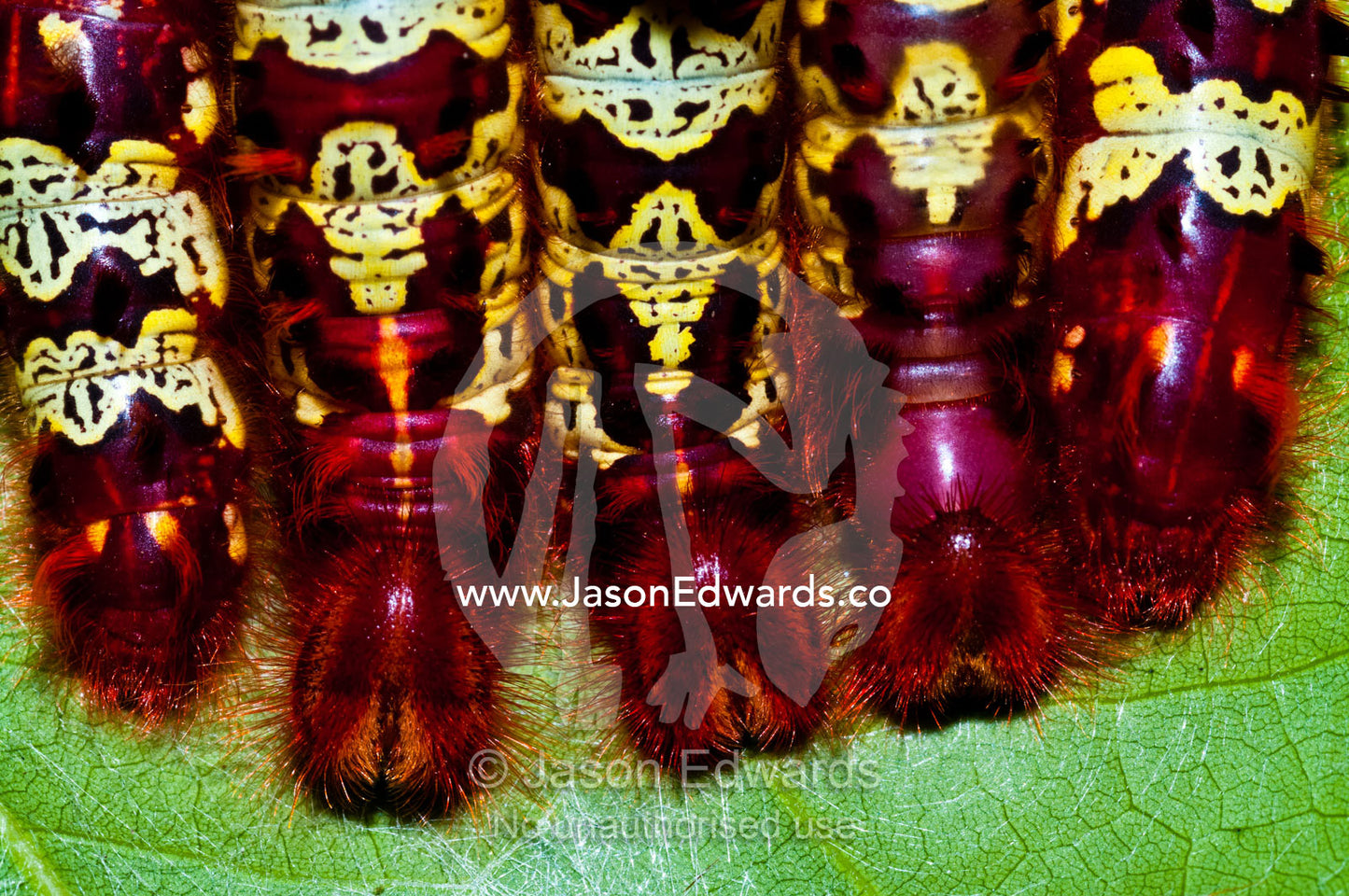 An aggregation of bright red and yellow Morpho telemachus caterpillars gathered on a leaf. Iquitos, Amazon Basin, Loreto Region, Maynas Province, Peru.