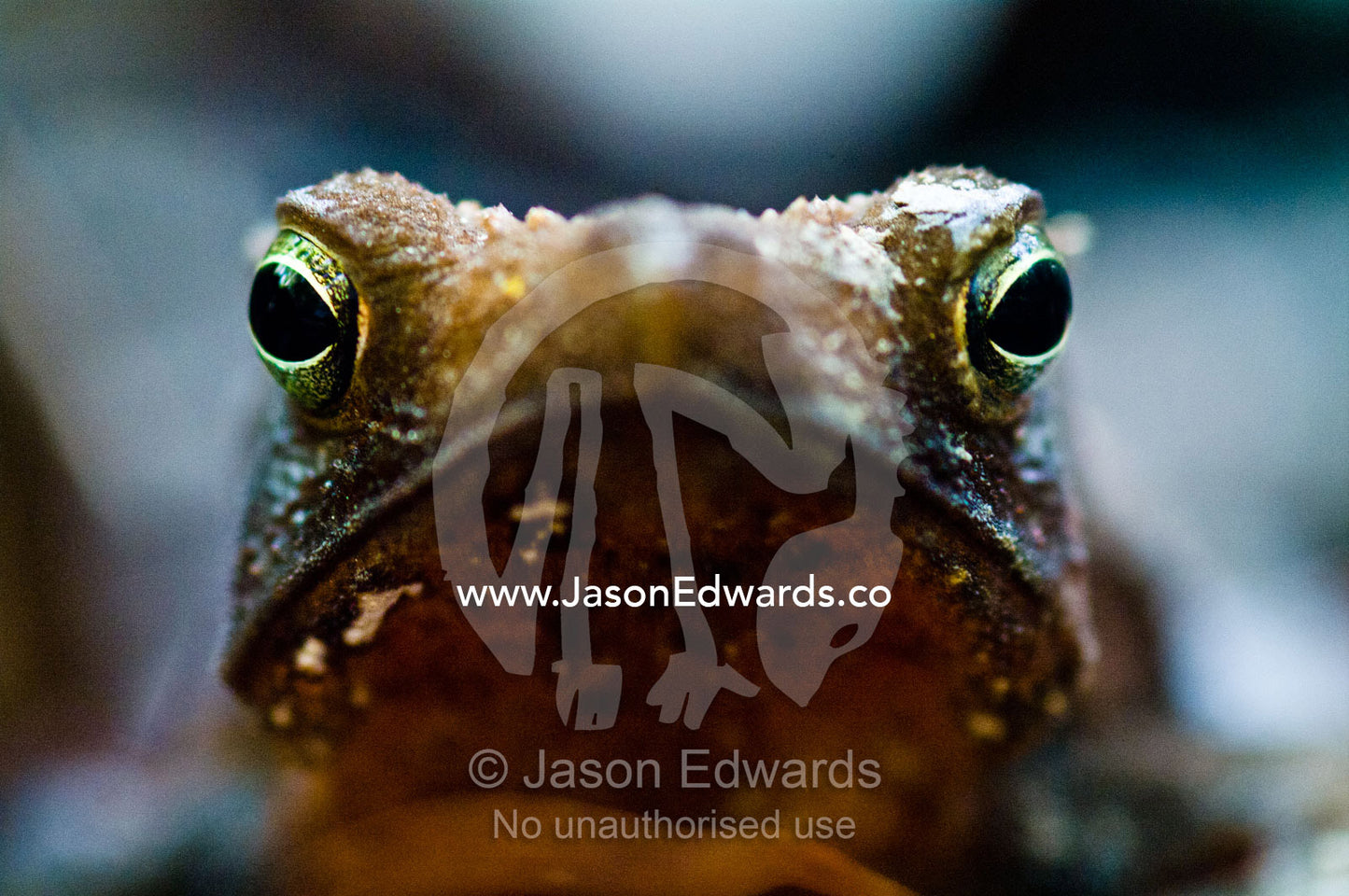 Bright and sharp, the eyes of a Crested Forest Toad hunting in the Amazon rainforest. Rio Amazonas, Rio Maranon, Rio Ucayali, Loreto Region, Maynas Province, Amazon Basin, Peru.