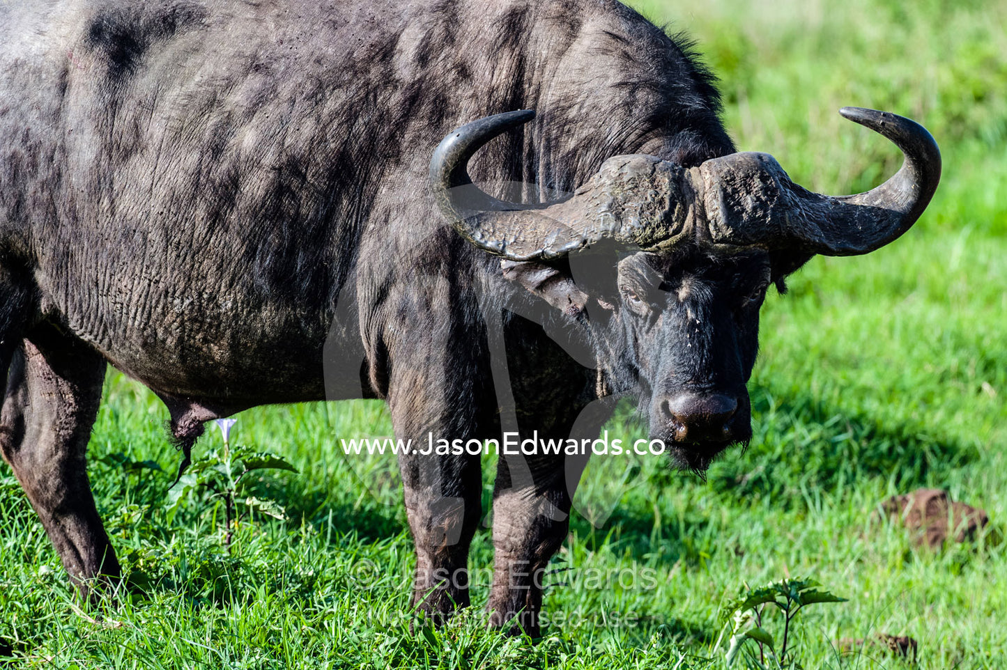 A rugged African Buffalo grazing on a savannah plain at dawn. Ngorongoro Crater, Ngorongoro Conservation Area, Ngorongoro District, Tanzania, Africa.