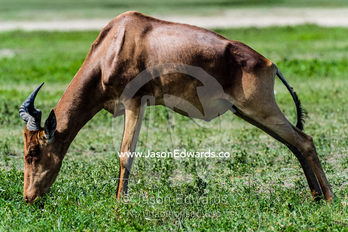 A hartebeest grazing on the short grass plains of the savannah. Ngorongoro Crater, Ngorongoro Conservation Area, Ngorongoro District, Tanzania, Africa.