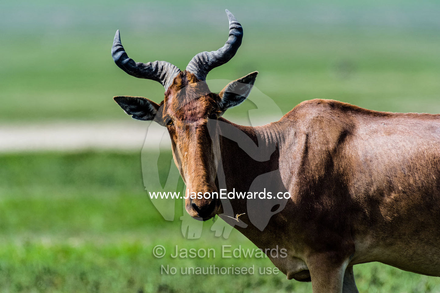 The curved and ribbed horns of a hartebeest on the savannah. Ngorongoro Crater, Ngorongoro Conservation Area, Ngorongoro District, Tanzania, Africa.