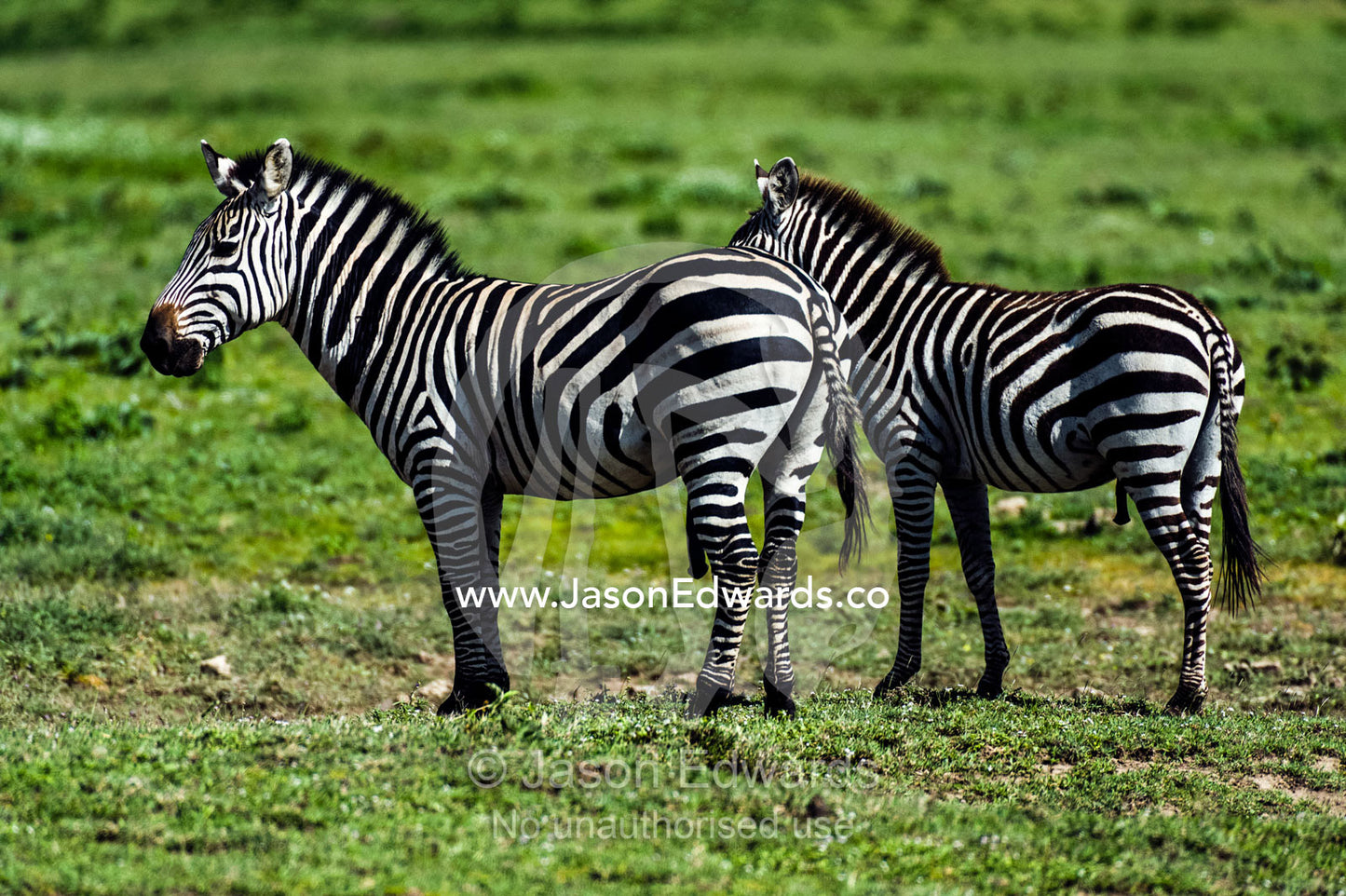 A pair of alert Grants zebra listening to sounds on the savannah plain. Serengeti National Park, Mara and Simiyu Region, Serengeti, Tanzania.