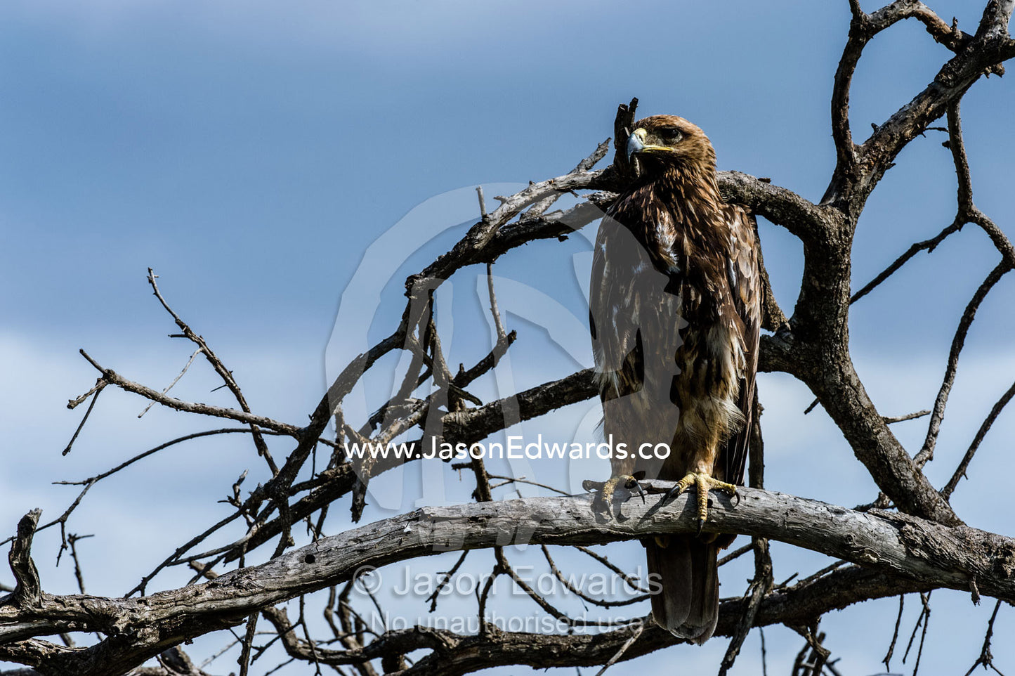 An African tawny eagle scans the savannah plains for prey from a vantage point high in a dead tree. Serengeti National Park, Mara and Simiyu Region, Serengeti, Tanzania.