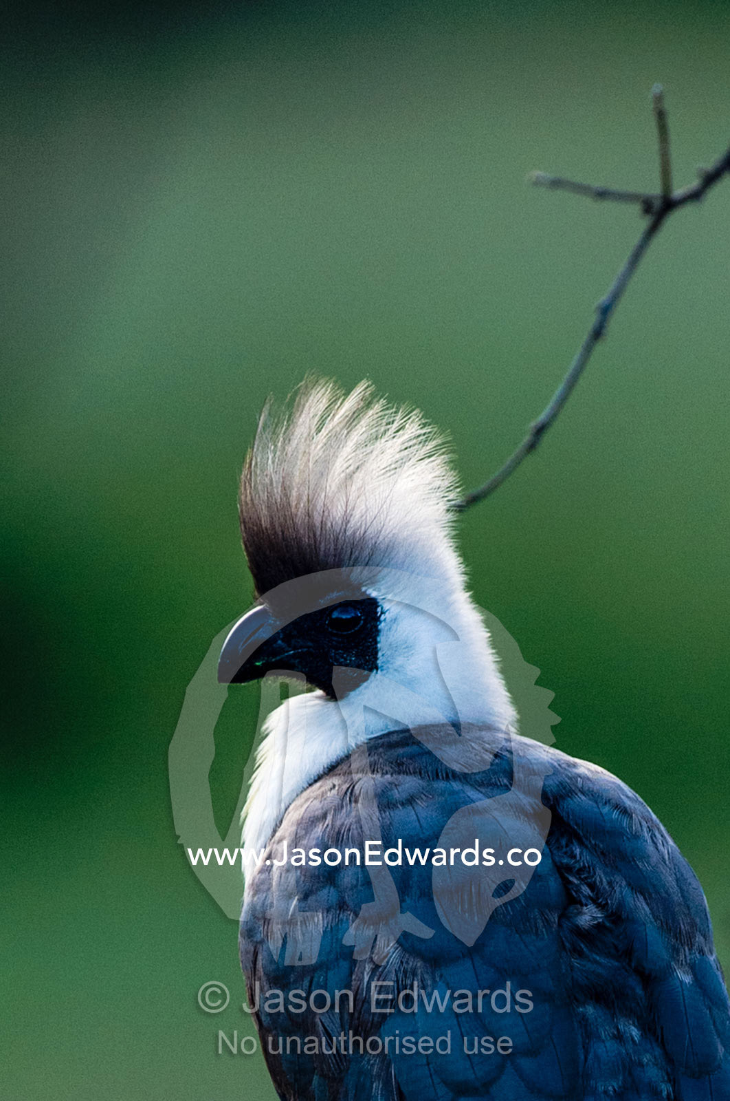 The soft, downy feathers on the crest of a Bare-faced Go-away-bird roosting in a tree. Serengeti National Park, Mara and Simiyu Region, Serengeti, Tanzania.