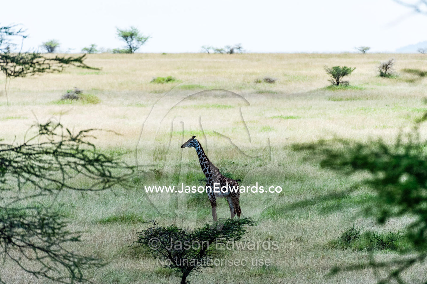 A Maasai giraffe standing on a vast savannah grassland plain. Serengeti National Park, Mara and Simiyu Region, Serengeti, Tanzania.