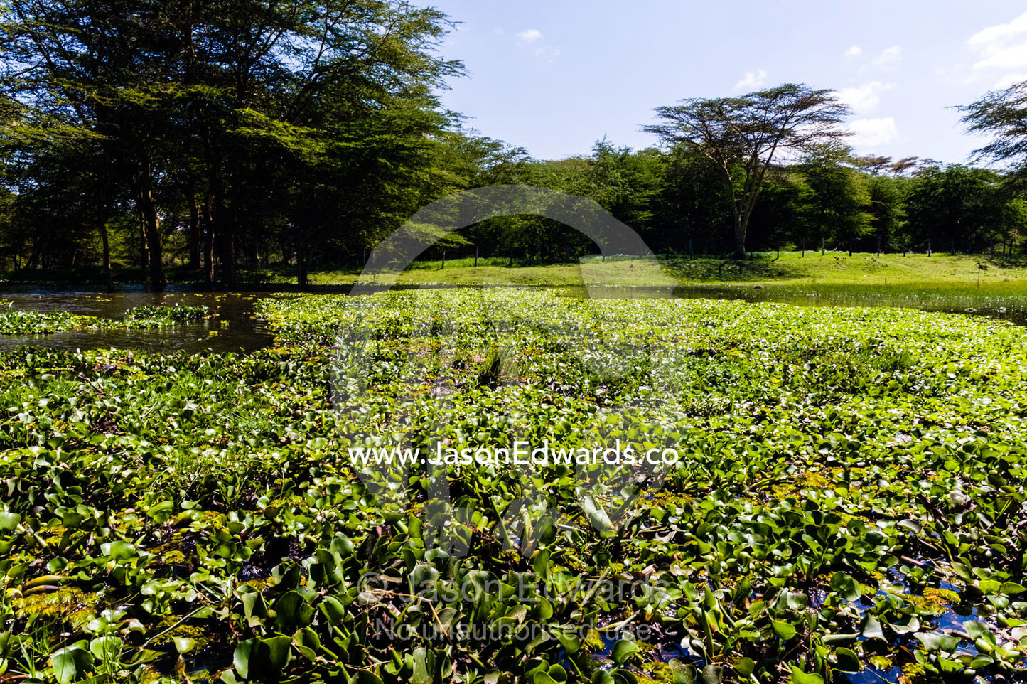 A dense mat of invasive water hyacinth choking the surface of a freshwater lake. Lake Naivasha, Nakuru County, Great Rift Valley, Kenya.