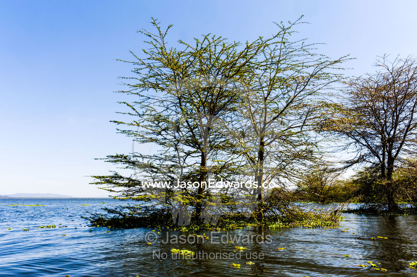 Acacia trees emerge from the surface of a flooded freshwater lake. Lake Naivasha, Nakuru County, Great Rift Valley, Kenya.