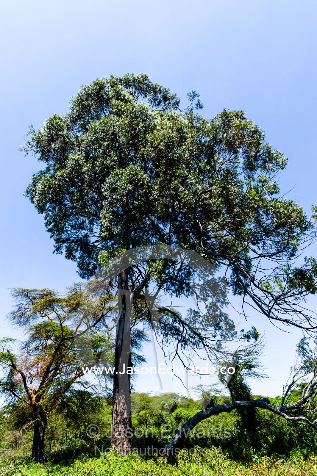 A gnarled and tall evergreen surrounded by tall grasses on the shore of Lake Naivasha. Lake Naivasha, Nakuru County, Great Rift Valley, Kenya.