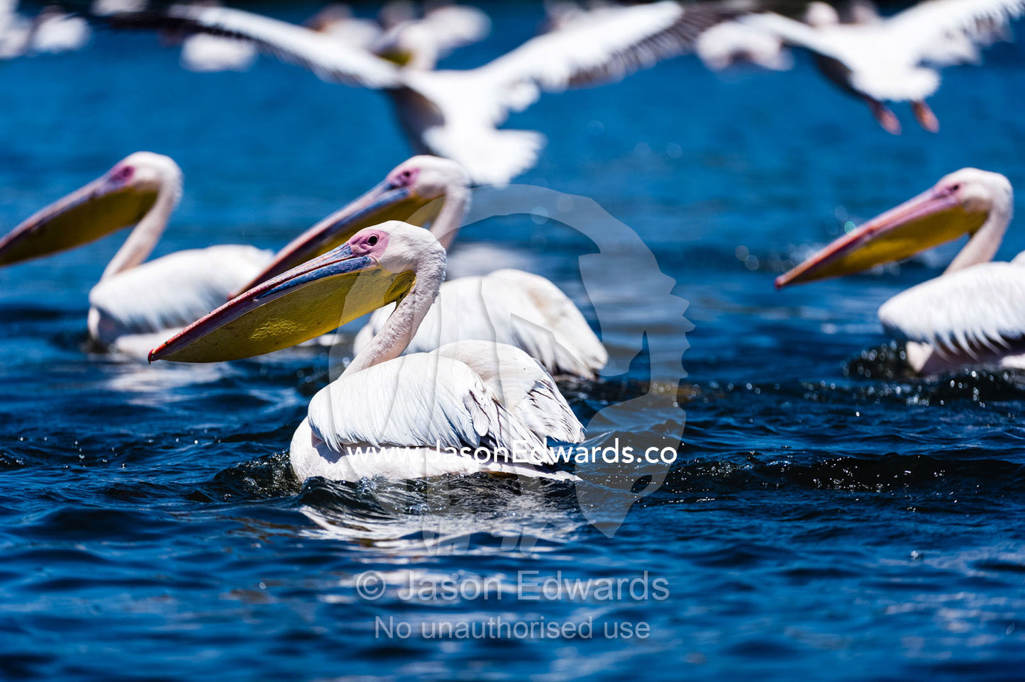 A flock of great white pelicans swimming on the surface of a flooded freshwater lake. Lake Naivasha, Nakuru County, Great Rift Valley, Kenya.