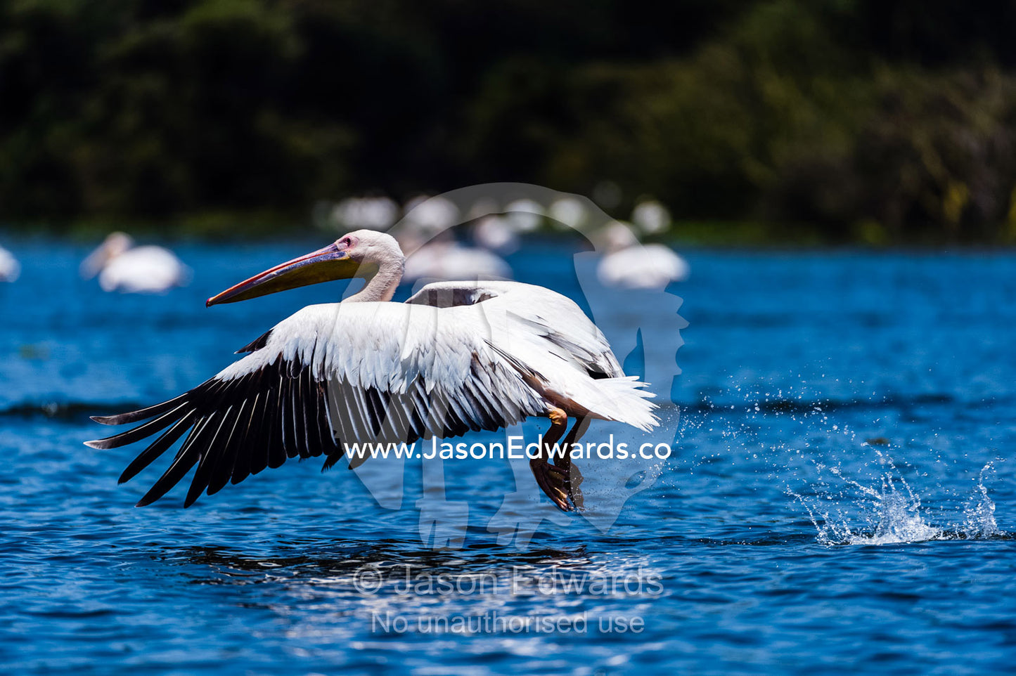 A great white pelican taking flight from the surface of a flooded freshwater lake. Lake Naivasha, Nakuru County, Great Rift Valley, Kenya.
