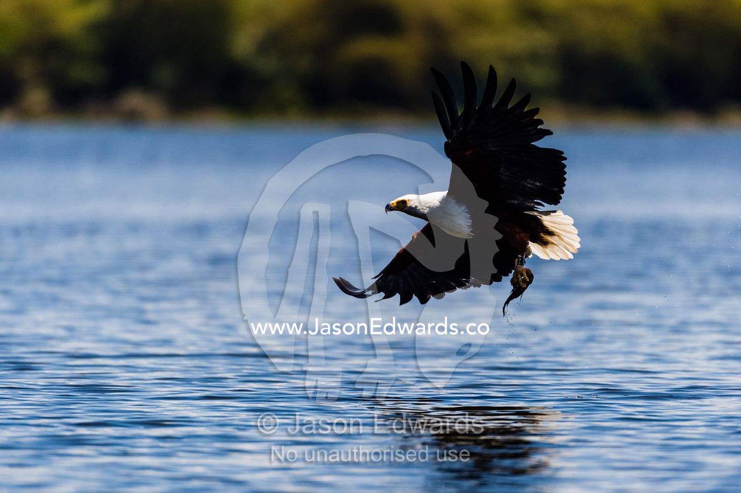 An African fish eagle snatches a fish from the surface of a freshwater lake with its long talons. Lake Naivasha, Nakuru County, Great Rift Valley, Kenya.