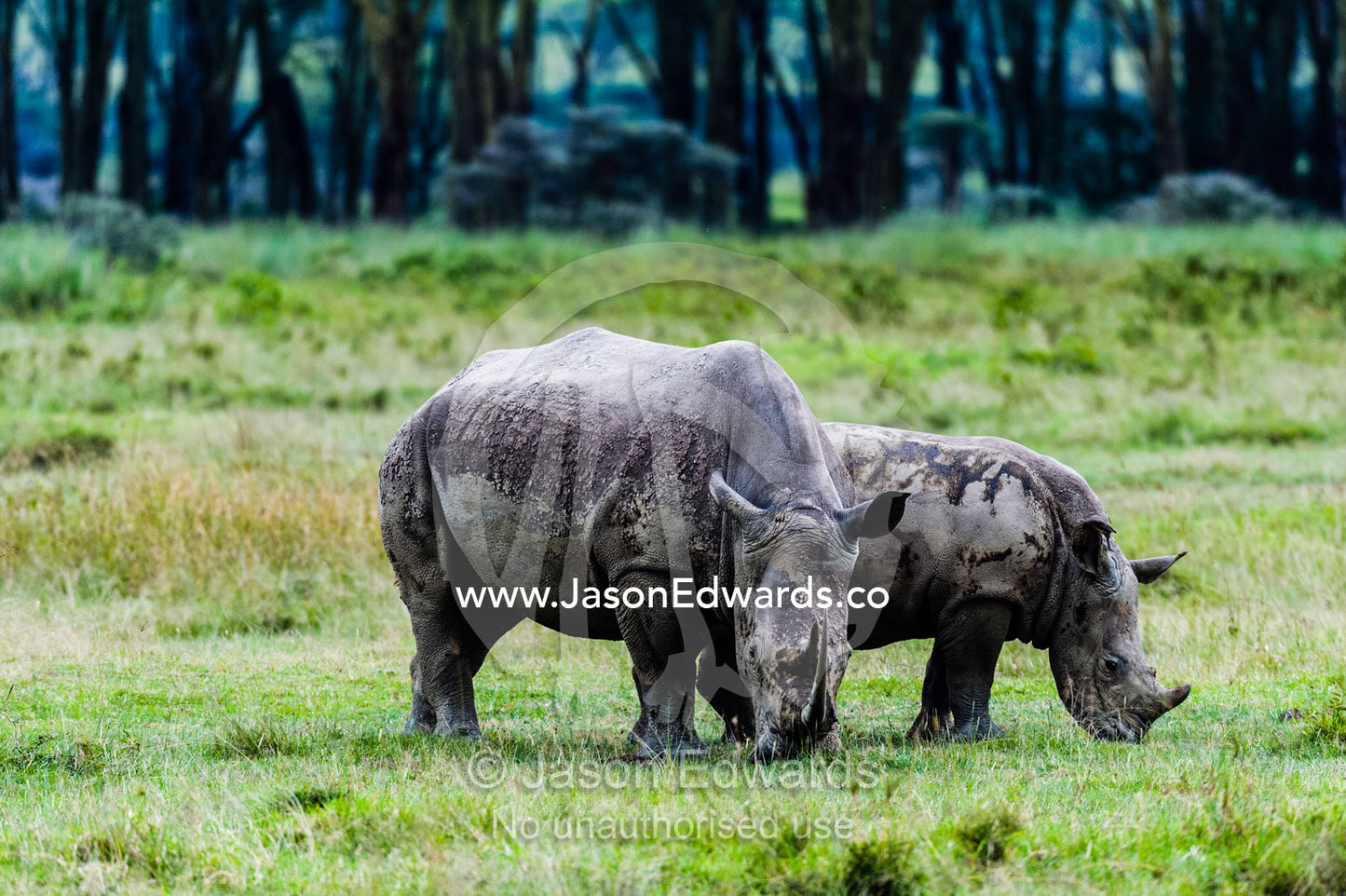 A mother and calf white rhinoceros grazing on the short grasses of the savannah plain. Lake Naivasha, Nakuru County, Great Rift Valley, Kenya.