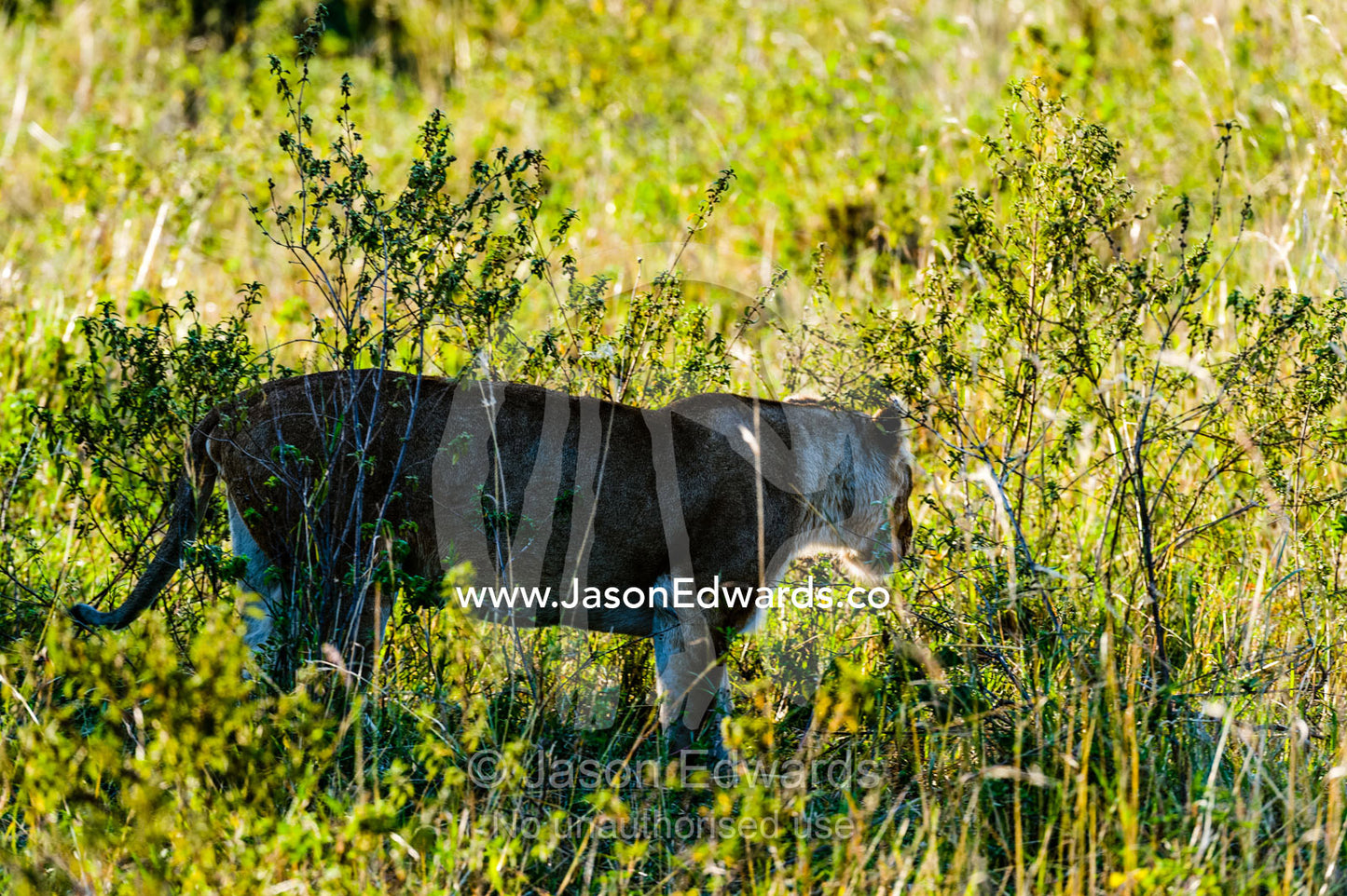 An African Lioness standing in the shade of a small shrub on a hot afternoon. Maasai Mara National Reserve, Narok County, Kenya.