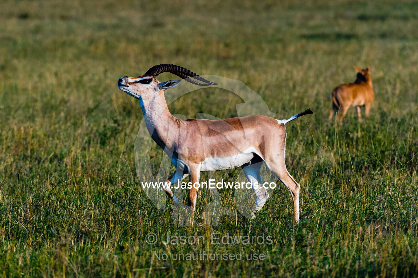 A Grants gazelle strutting and scenting a female in oestrus during a mating display. Maasai Mara National Reserve, Narok County, Kenya.