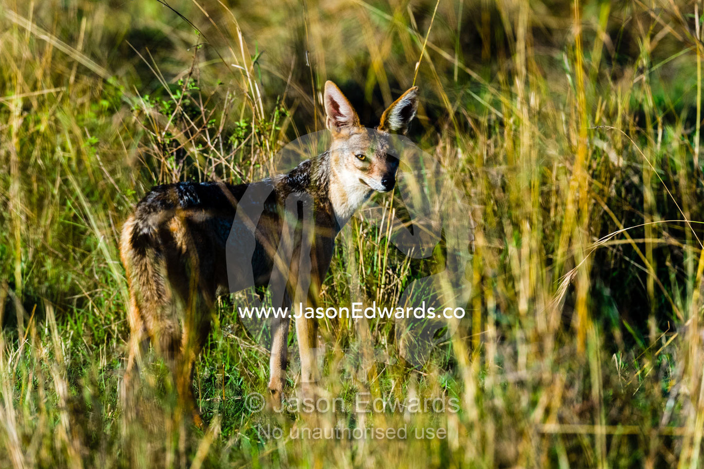 A golden jackal peers suspiciously though the tall grass on the savannah plain. Maasai Mara National Reserve, Narok County, Kenya.