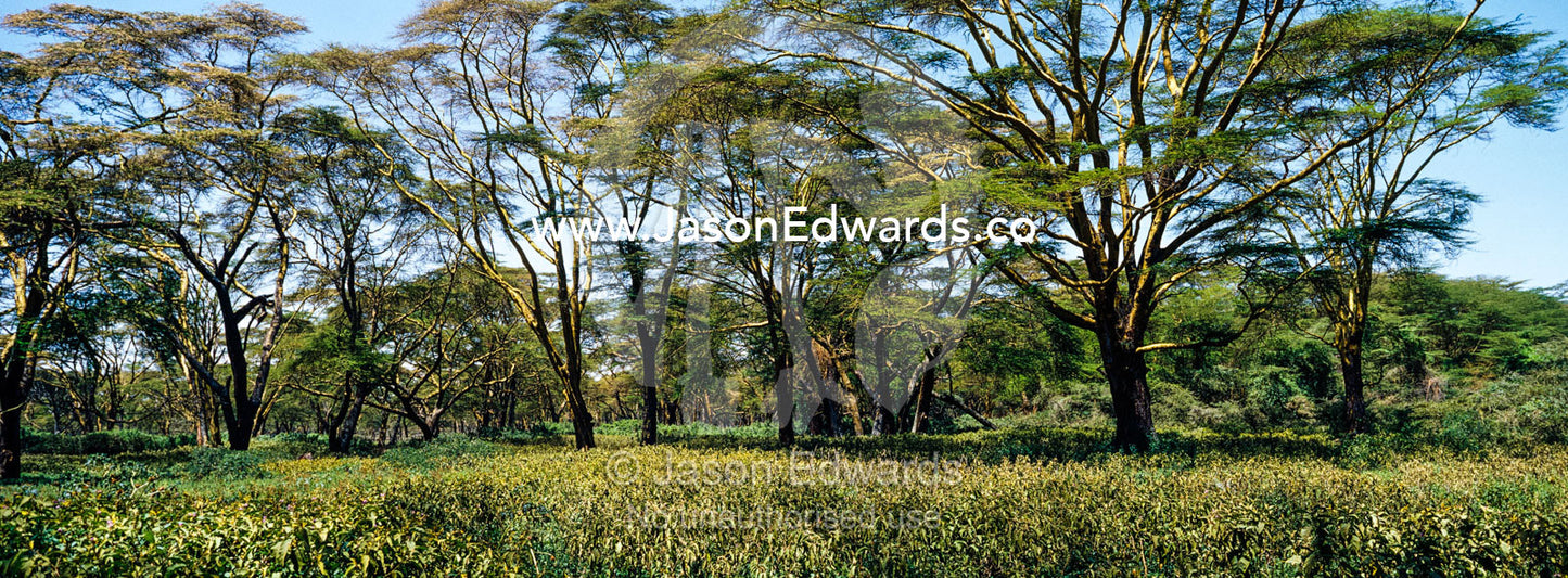 A stand of yellow bark acacia surrounded by tall grasses on the shore of Lake Naivasha. Lake Naivasha, Nakuru County, Great Rift Valley, Kenya.
