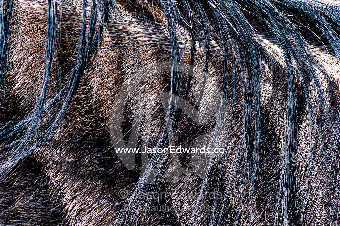 The wispy mane hairs of a blue wildebeest hang across its shoulder. Ngorongoro Crater, Ngorongoro Conservation Area, Ngorongoro District, Tanzania, Africa.