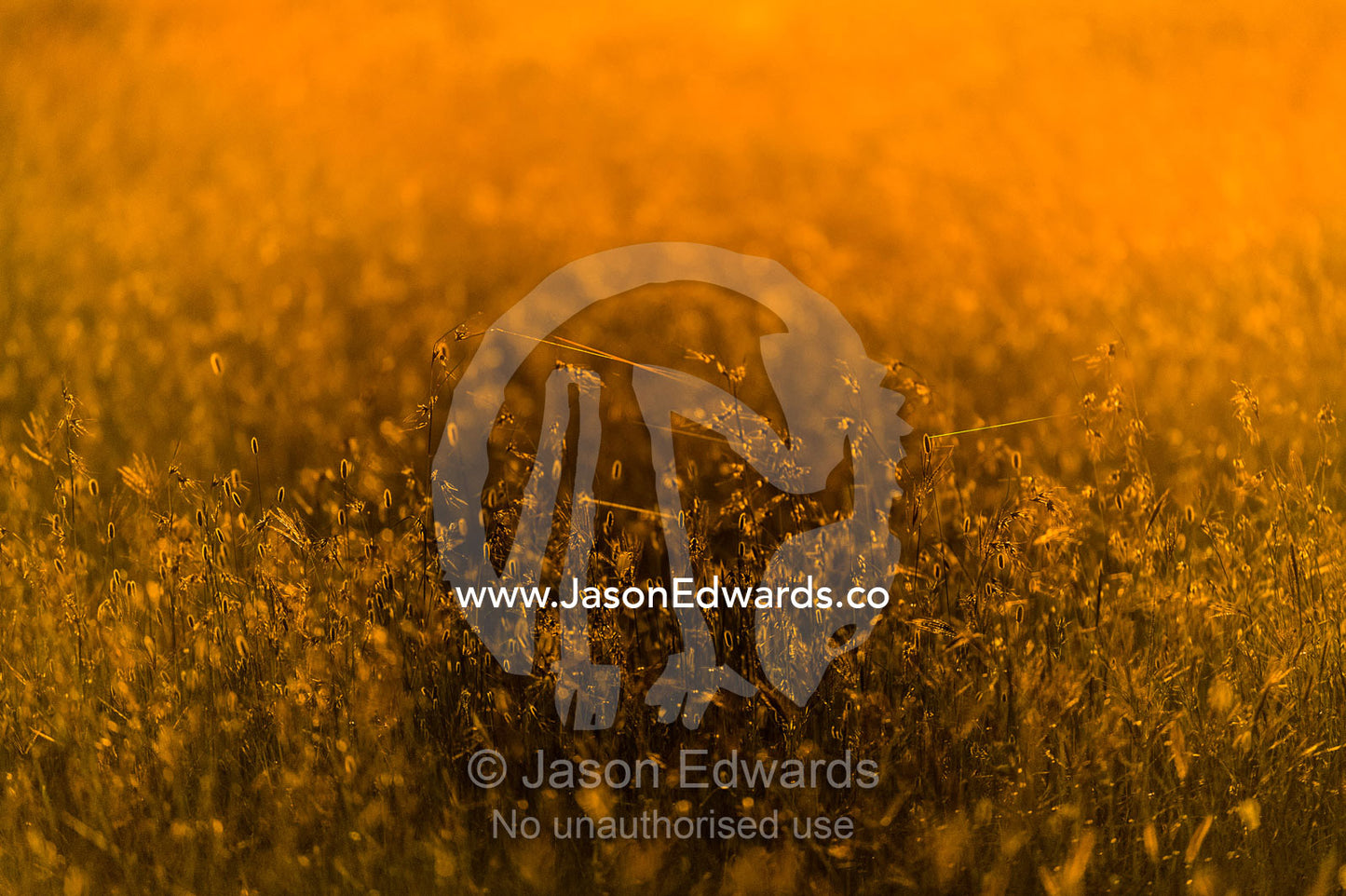 A sea of golden seeding grasses are backlit by the setting sun on the savannah plain. Serengeti National Park, Mara and Simiyu Region, Serengeti, Tanzania.