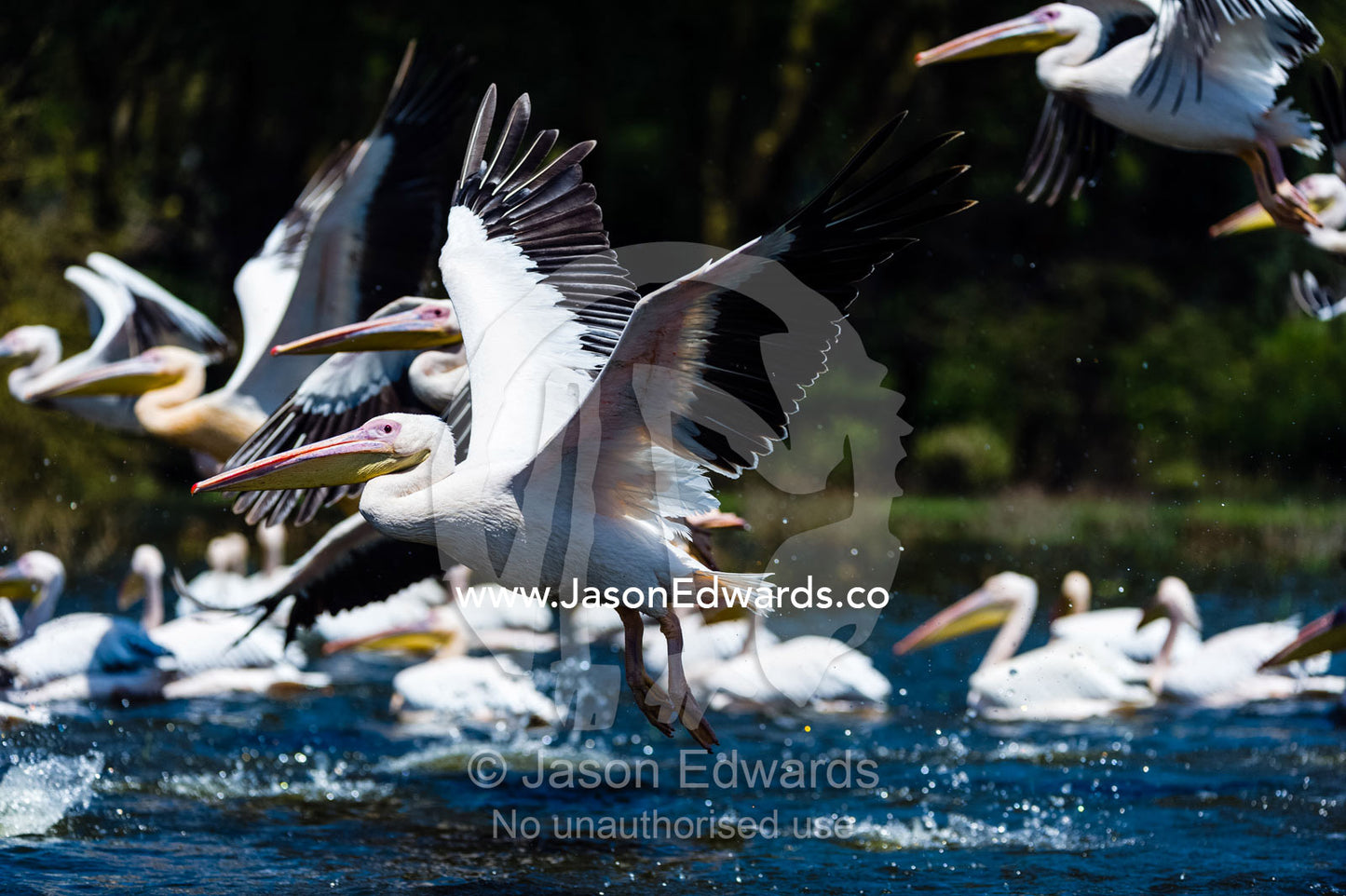 A flock of Great White Pelicans taking flight from the surface of a flooded freshwater lake. Lake Naivasha, Nakuru County, Great Rift Valley, Kenya.