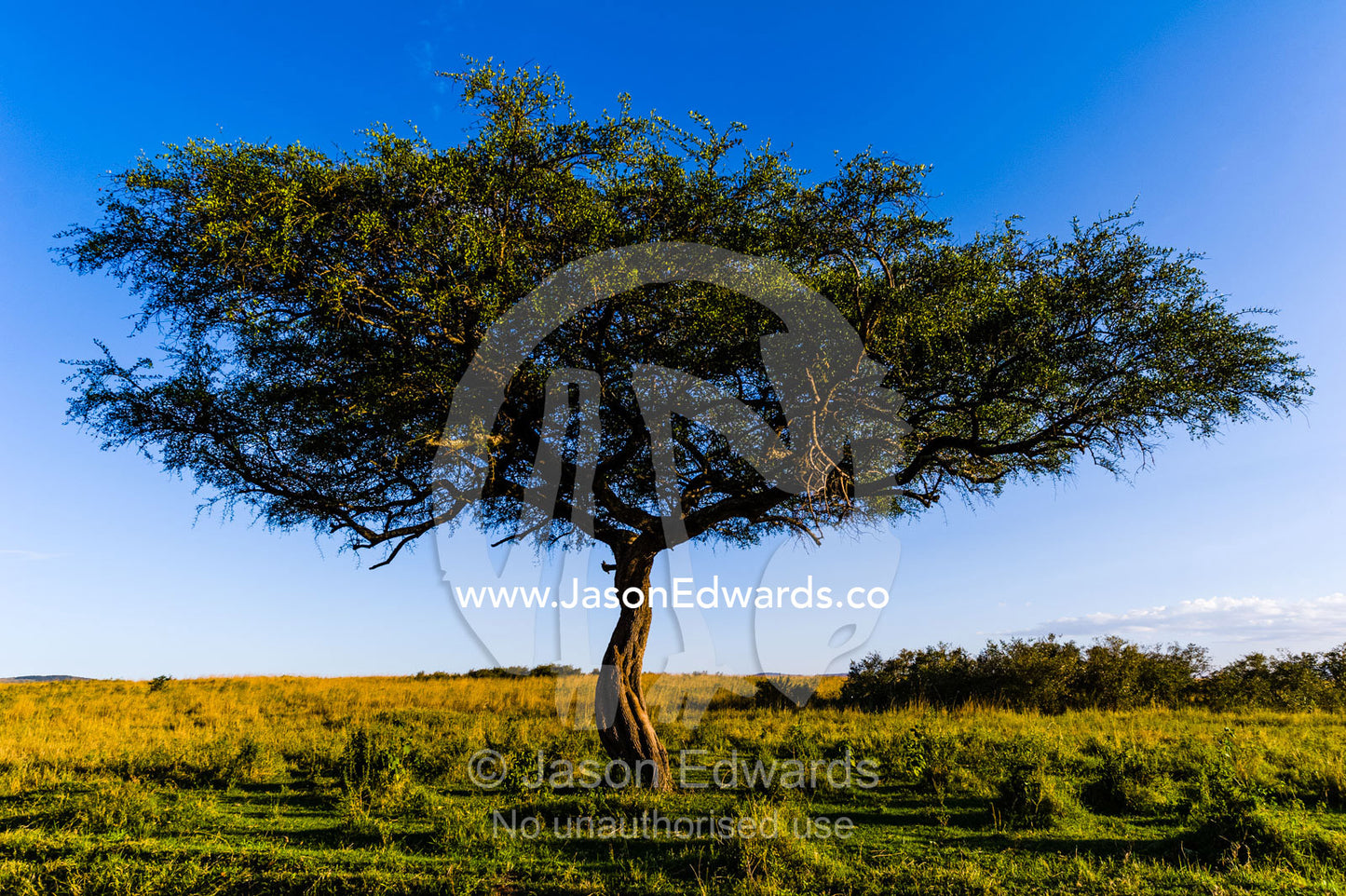 A twisted Umbrella Thorn stands alone on the savannah plain in the afternoon glow. Maasai Mara National Reserve, Narok County, Kenya.