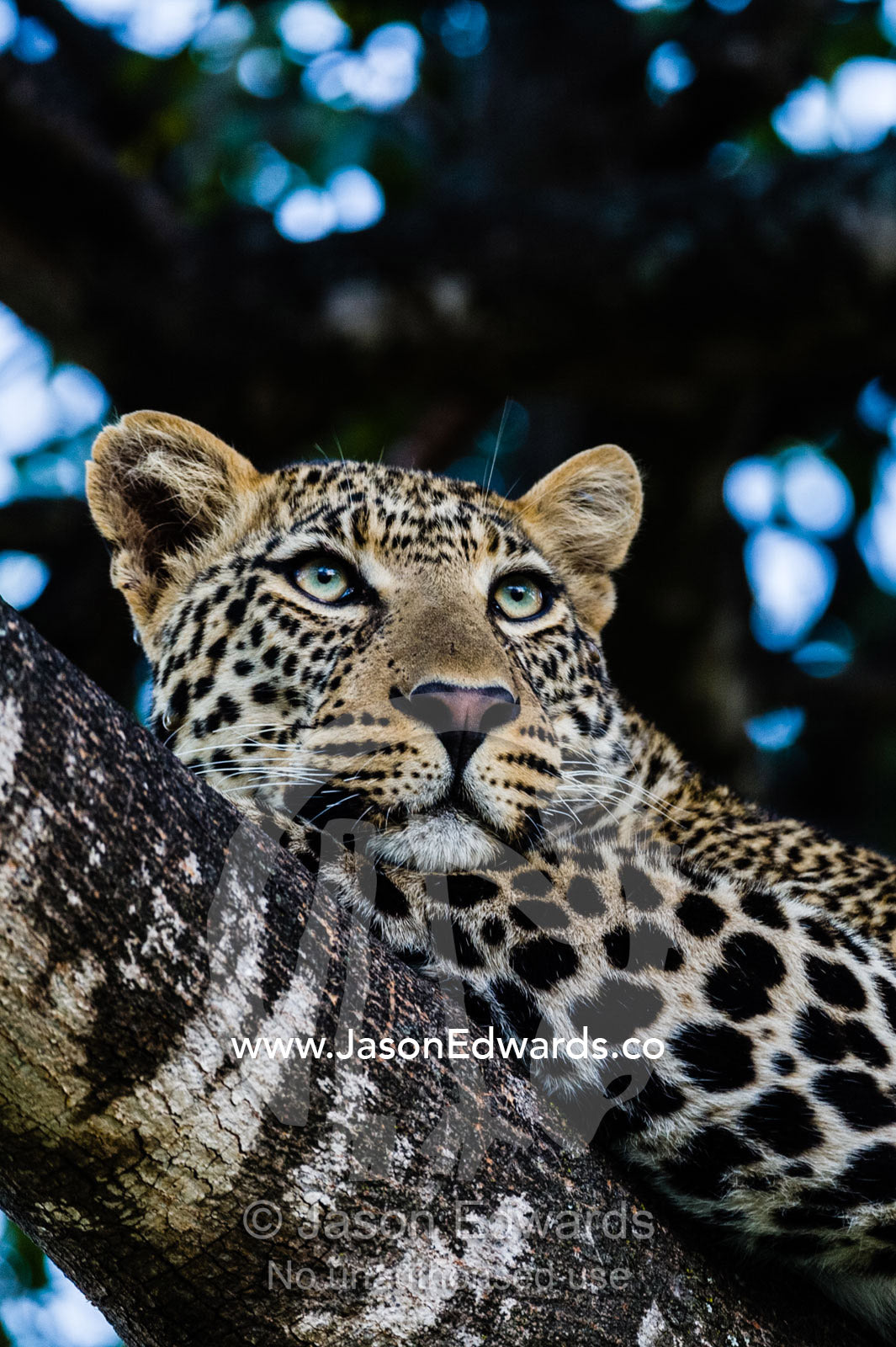 An African Leopard stares intently at animals grazing on the savannah plain from it's roost on a tree branch. Maasai Mara National Reserve, Narok County, Kenya.