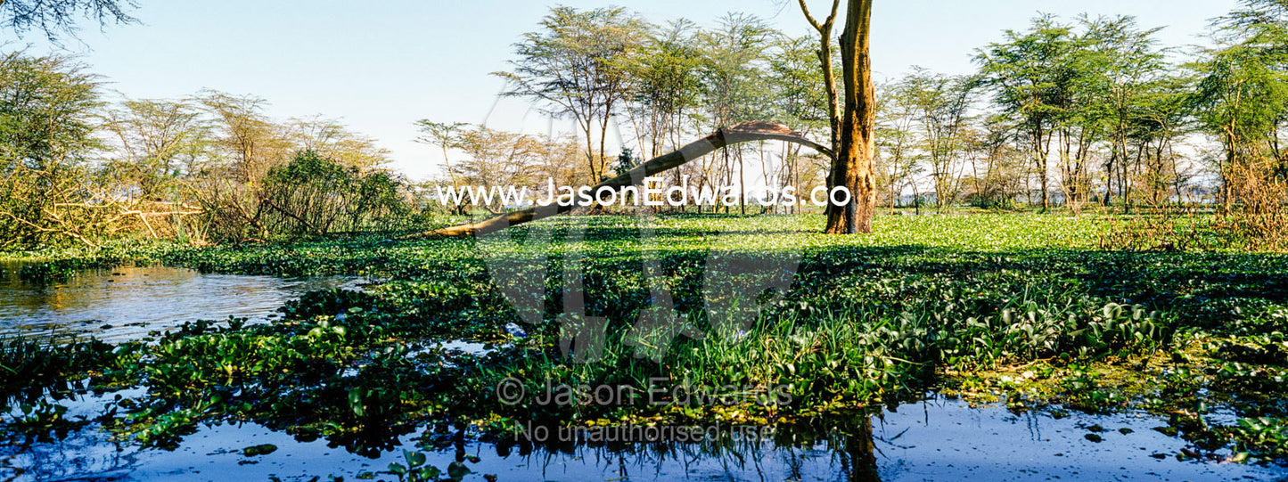 A dense mat of invasive Water Hyacinth choking the surface of a freshwater lake. Lake Naivasha, Nakuru County, Great Rift Valley, Kenya.