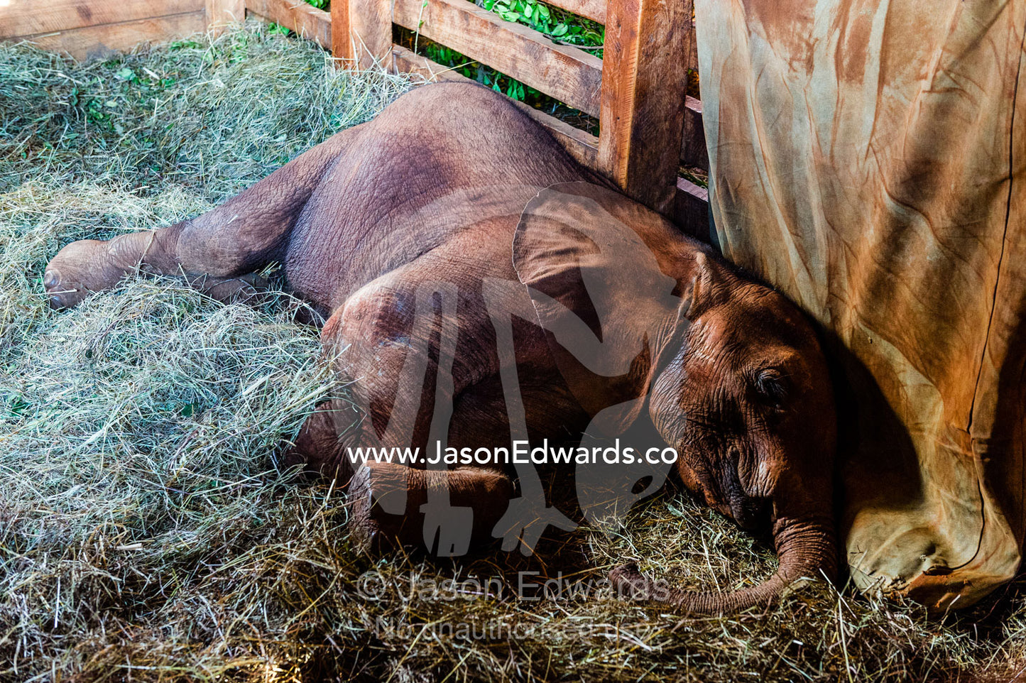 An orphaned African Elephant calf sleeping in a bed of straw in wildlife shelter barn. David Sheldrick Wildlife Trust, Nairobi, Kenya.