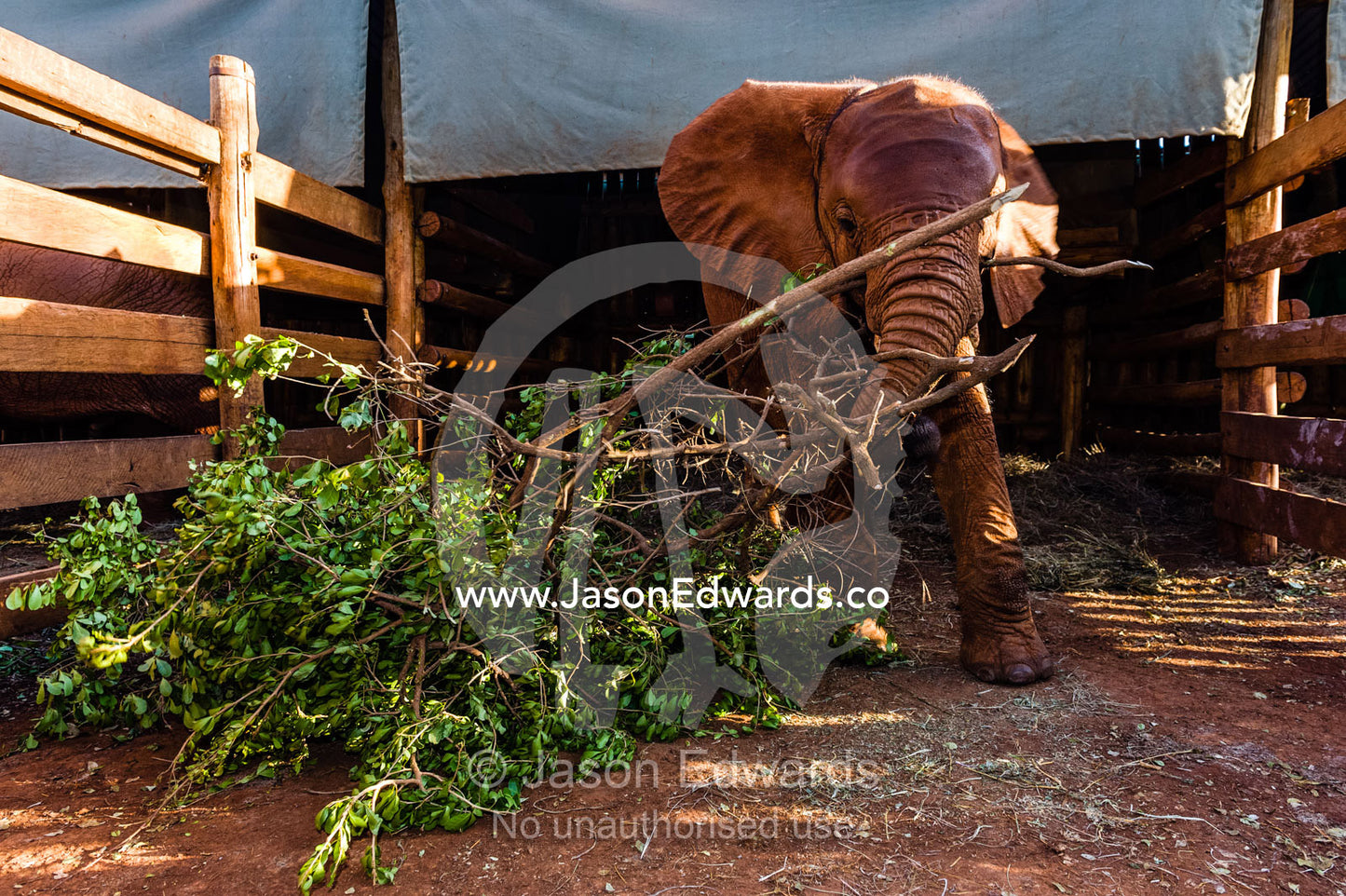 An orphaned African Elephant calf feeding on a tree branch and leaves in a wildlife shelter corral. David Sheldrick Wildlife Trust, Nairobi, Kenya.