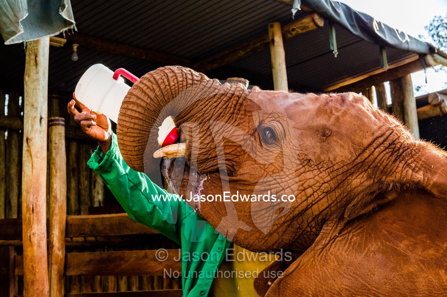 An orphaned African Elephant calf feeding on a bottle of milk in a wildlife shelter corral. David Sheldrick Wildlife Trust, Nairobi, Kenya.