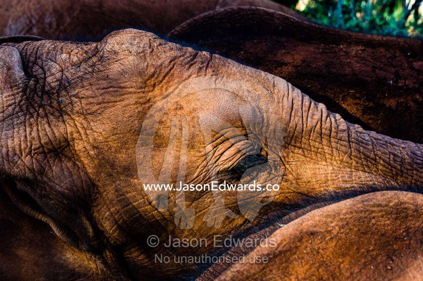 A herd of orphaned African Elephant calves exploring a forest at a wildlife shelter. David Sheldrick Wildlife Trust, Nairobi, Kenya.