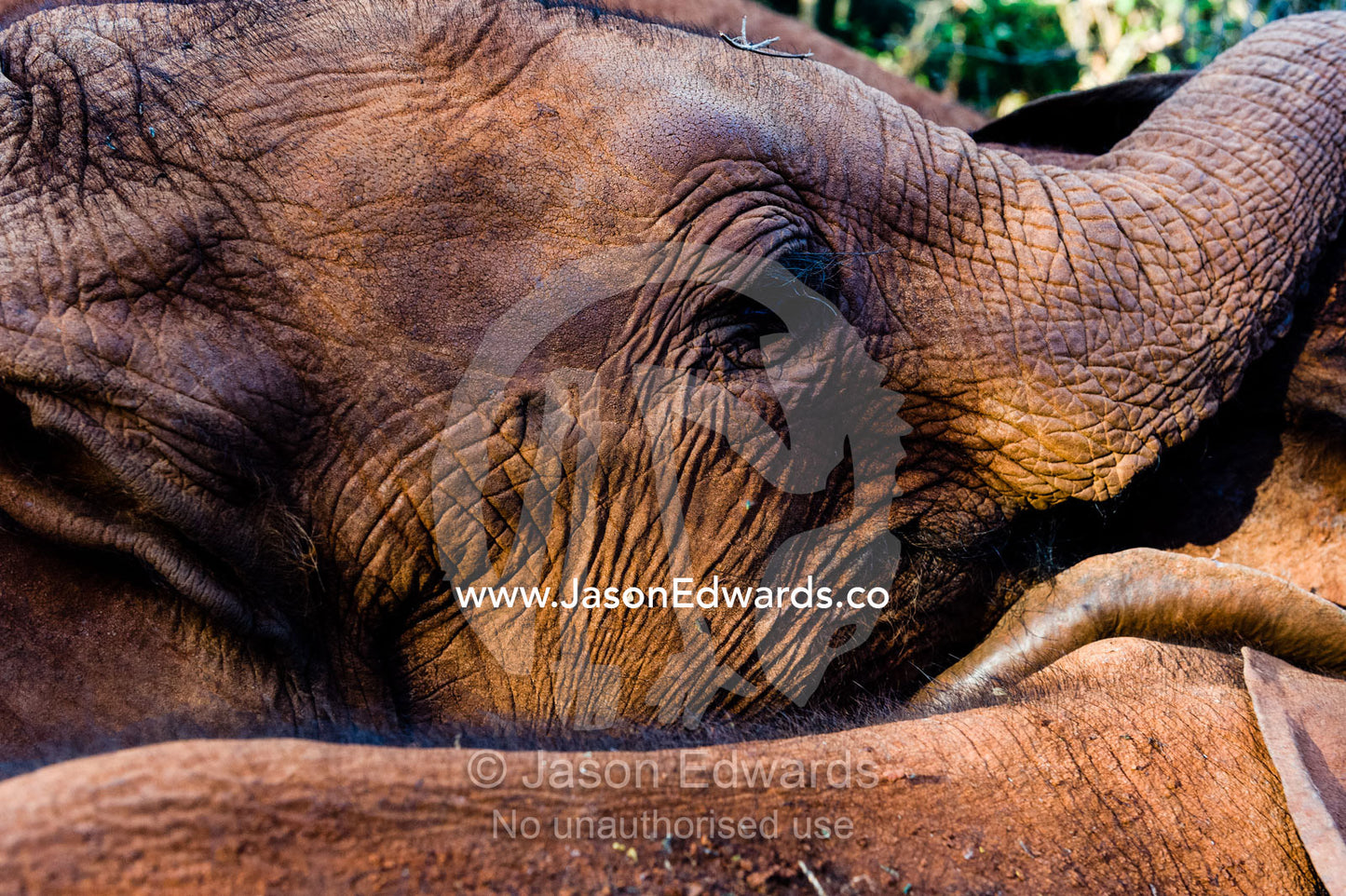 A herd of orphaned African Elephant calves exploring a forest at a wildlife shelter. David Sheldrick Wildlife Trust, Nairobi, Kenya.