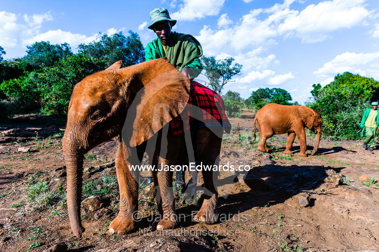 A wildlife carer places a blanket on an orphaned African Elephant calf to keep it warm whilst sleeping. David Sheldrick Wildlife Trust, Nairobi, Kenya.