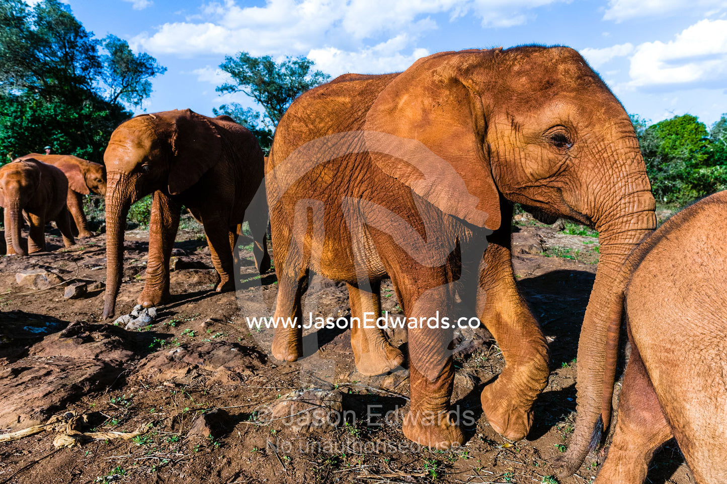 A herd of orphaned African Elephant calves learn about life in the wild. David Sheldrick Wildlife Trust, Nairobi, Kenya.