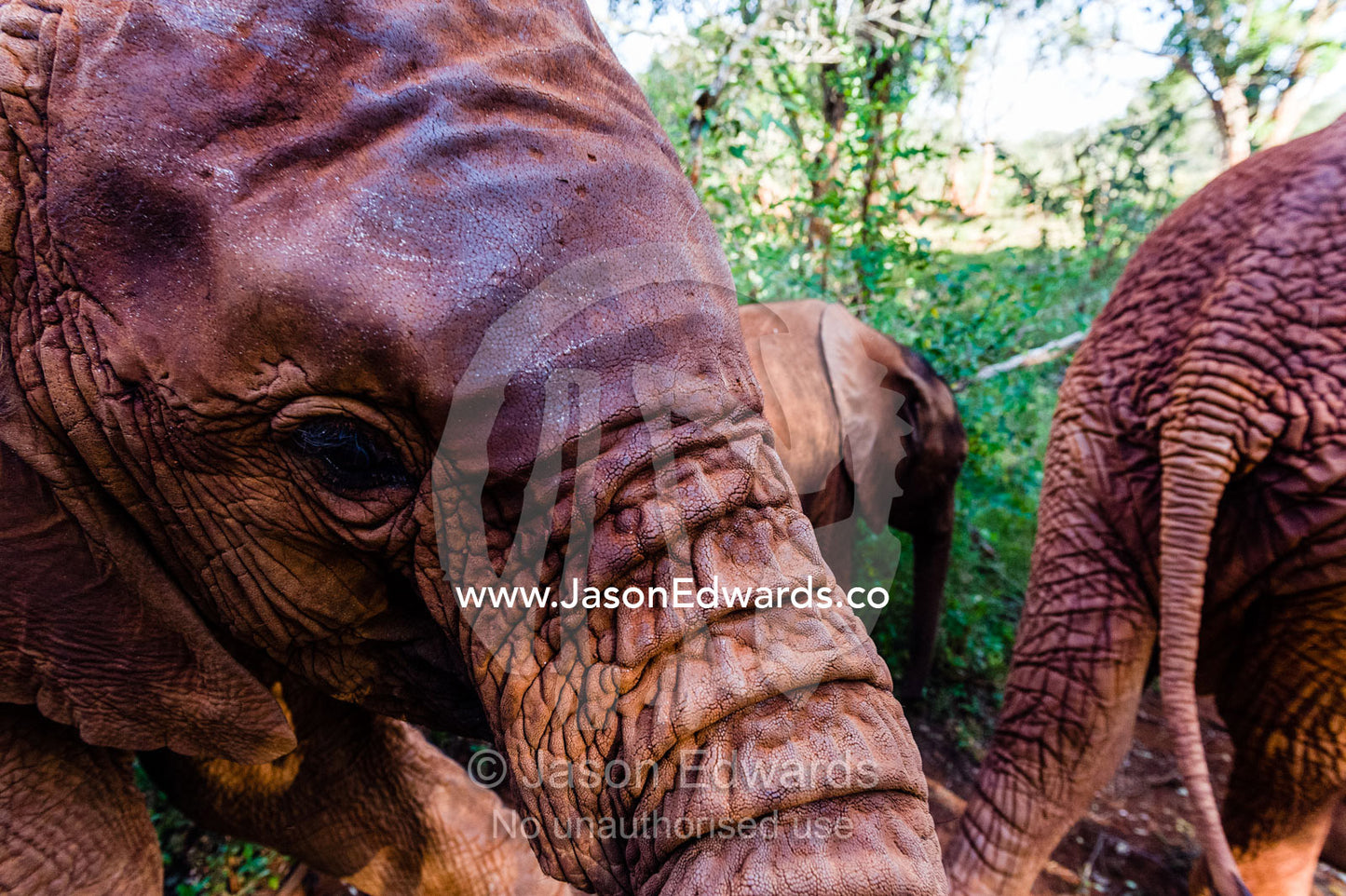 The wrinkled and leathery skin on an orphaned African Elephant calf trunk hide. David Sheldrick Wildlife Trust, Nairobi, Kenya.