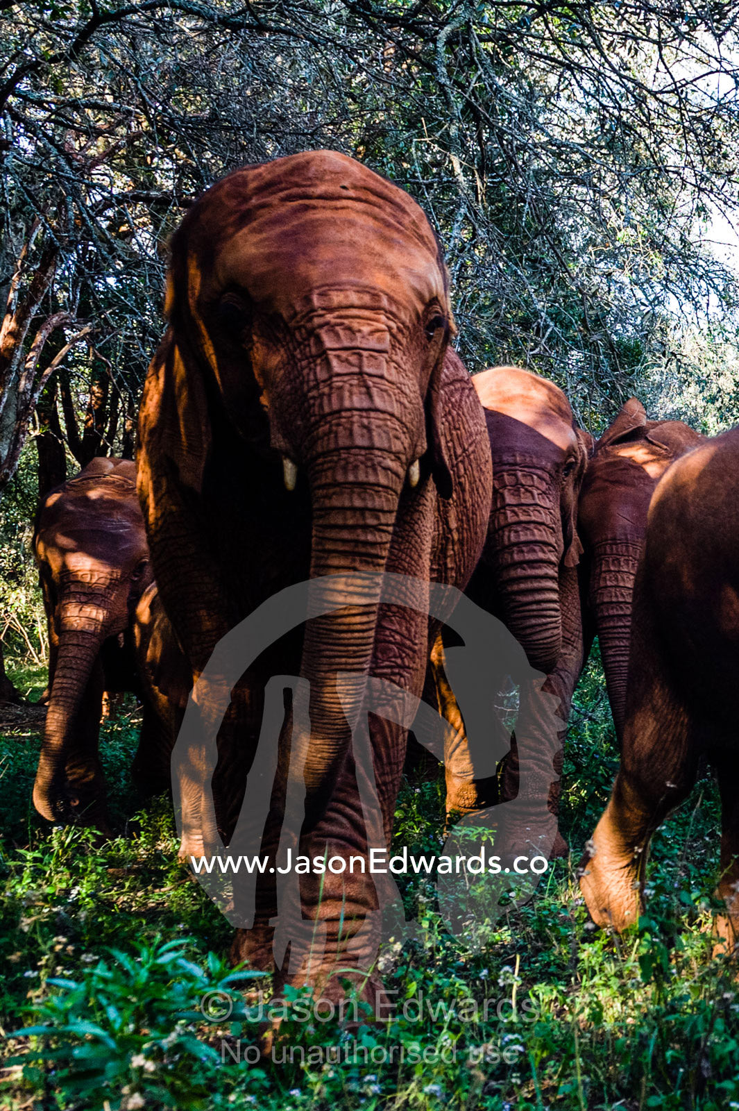 A herd of orphaned African Elephant calves exploring a forest at a wildlife shelter. David Sheldrick Wildlife Trust, Nairobi, Kenya.