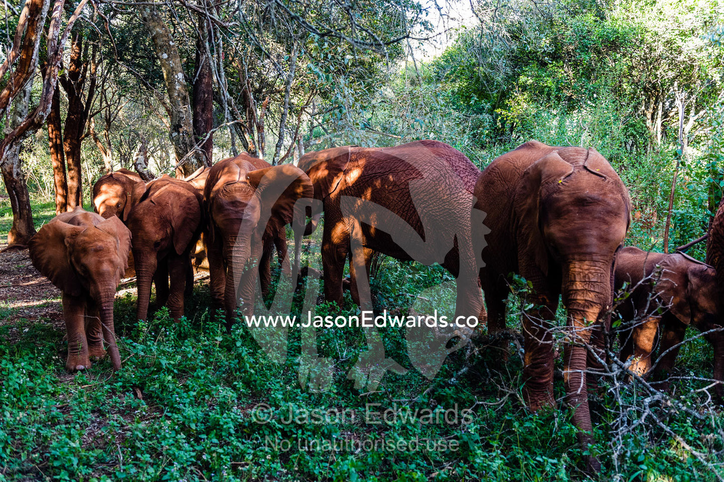 A herd of orphaned African Elephant calves exploring a forest at a wildlife shelter. David Sheldrick Wildlife Trust, Nairobi, Kenya.