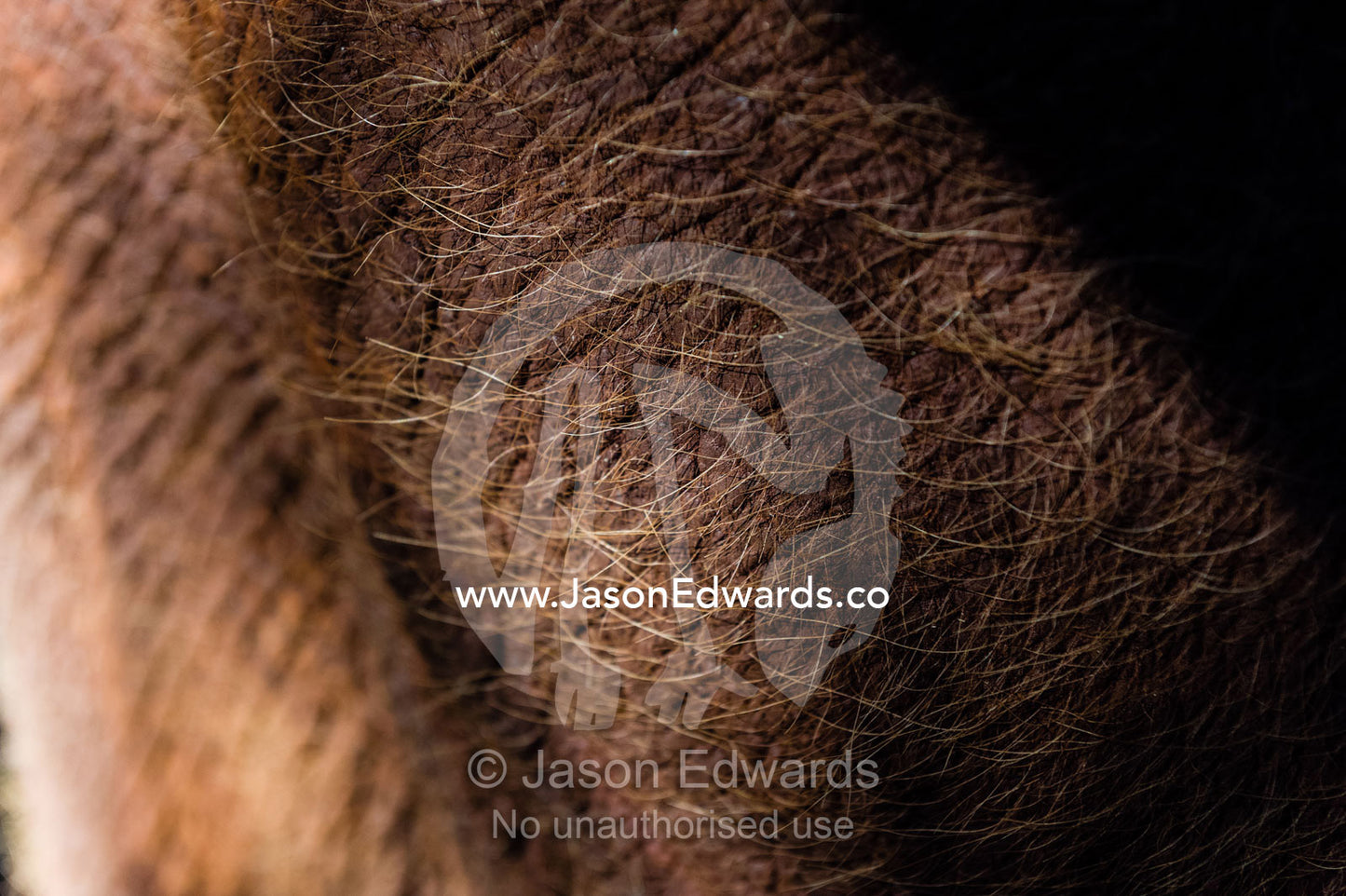 Delicate hairs emerge from the wrinkled and leathery skin of an orphaned African Elephant. David Sheldrick Wildlife Trust, Nairobi, Kenya.