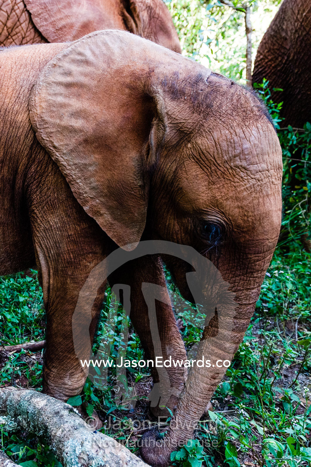 An orphaned African Elephant calf explores a wildlife refuge with its flexible trunk. David Sheldrick Wildlife Trust, Nairobi, Kenya.