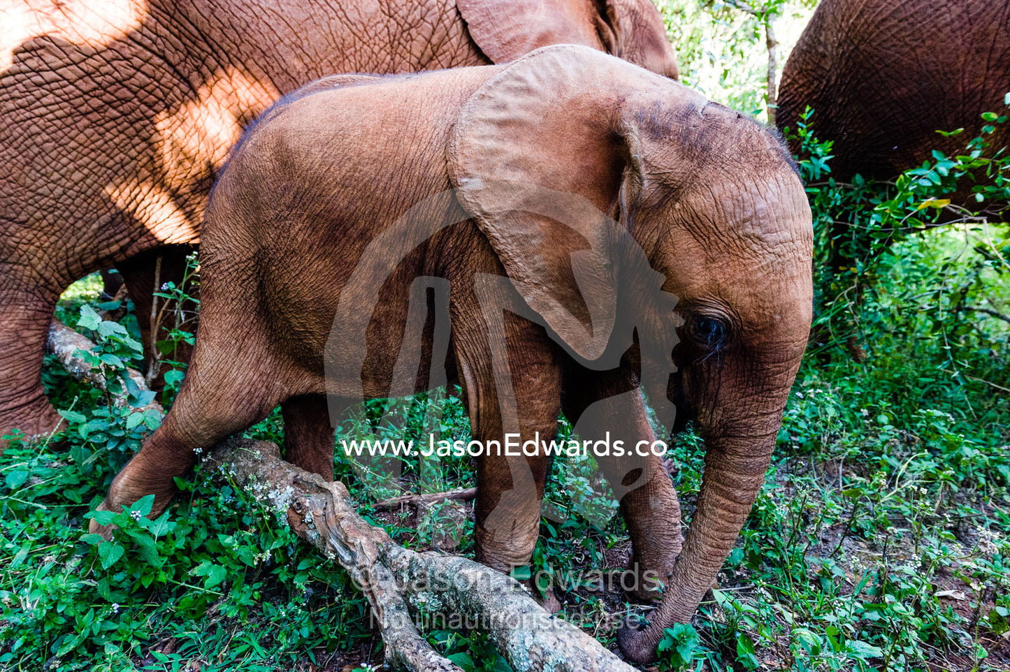 An orphaned African Elephant calf explores a wildlife refuge with its flexible trunk. David Sheldrick Wildlife Trust, Nairobi, Kenya.