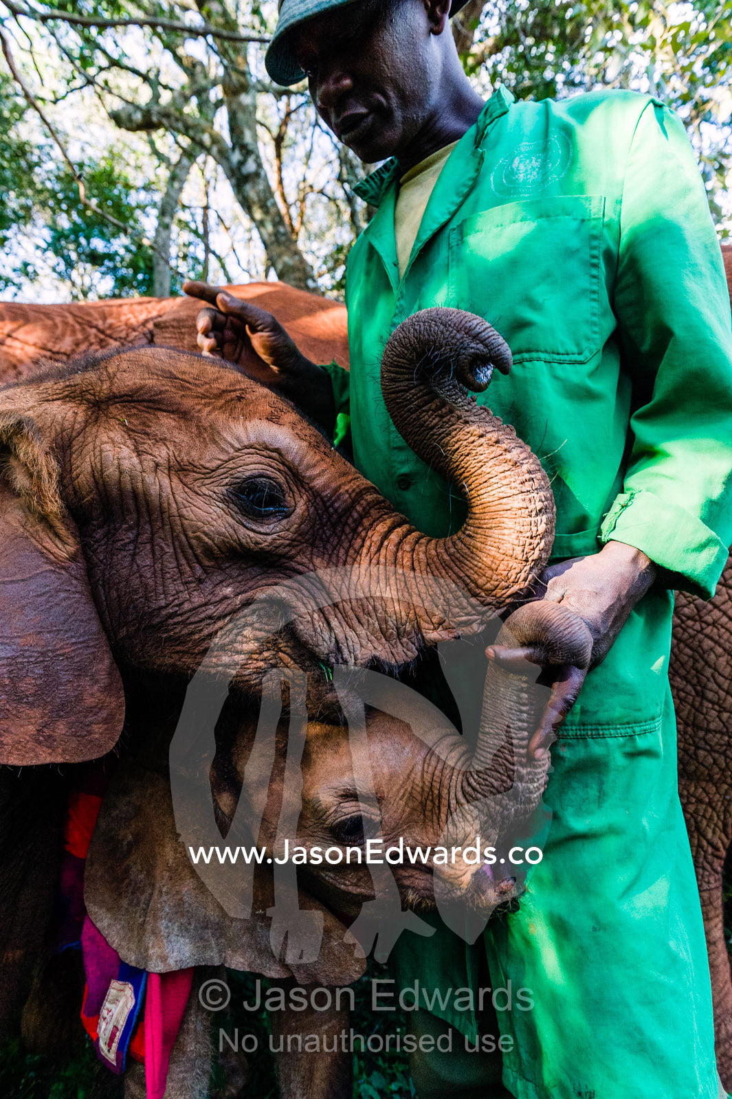 Orphaned African Elephant calves suckle on the fingers of a wildlife carer for comfort and support. David Sheldrick Wildlife Trust, Nairobi, Kenya.