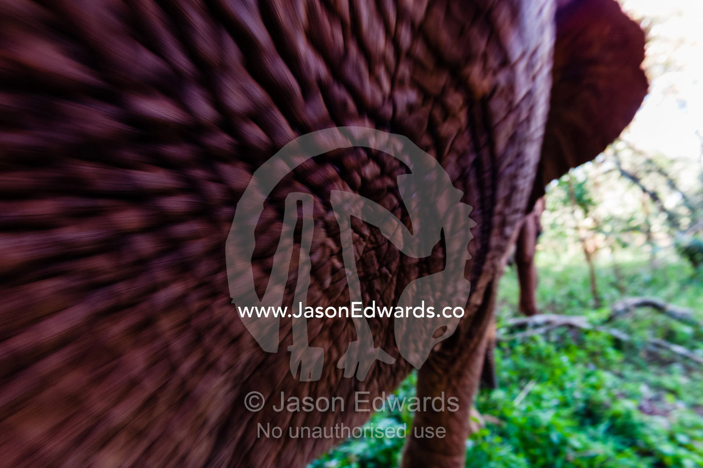 The wrinkled and leathery skin on an orphaned African Elephant calf hide. David Sheldrick Wildlife Trust, Nairobi, Kenya.