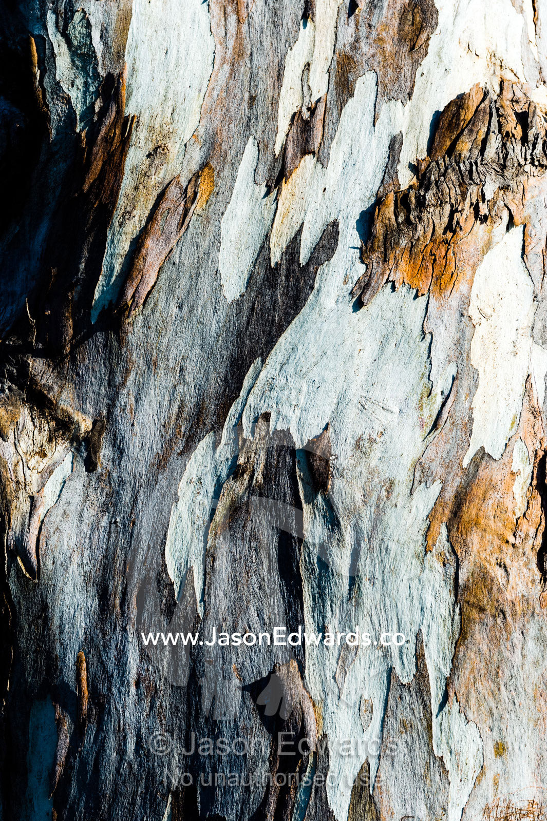 A mosaic of colour and texture patchwork on the bark of a Maiden's Gum tree, Eucalyptus maidenii. Australian War Memorial, Canberra, Australian Capital Territory, Australia.
