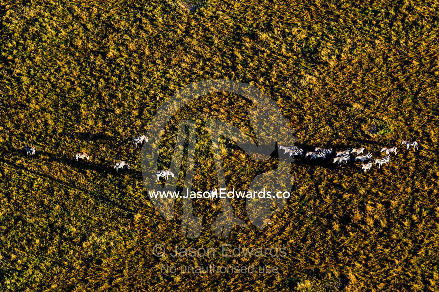 An aerial view of a herd of Grant's Zebra approaching another herd on the savannah plain. Maasai Mara National Reserve, Masai Mara, Narok County, Kenya.