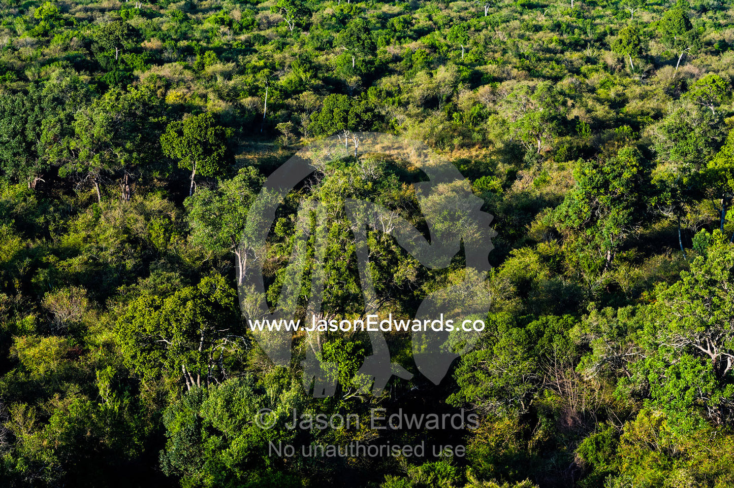 An aerial view of an evergreen canopy of an open woodland on the African savannah plain. Maasai Mara National Reserve, Masai Mara, Narok County, Kenya.