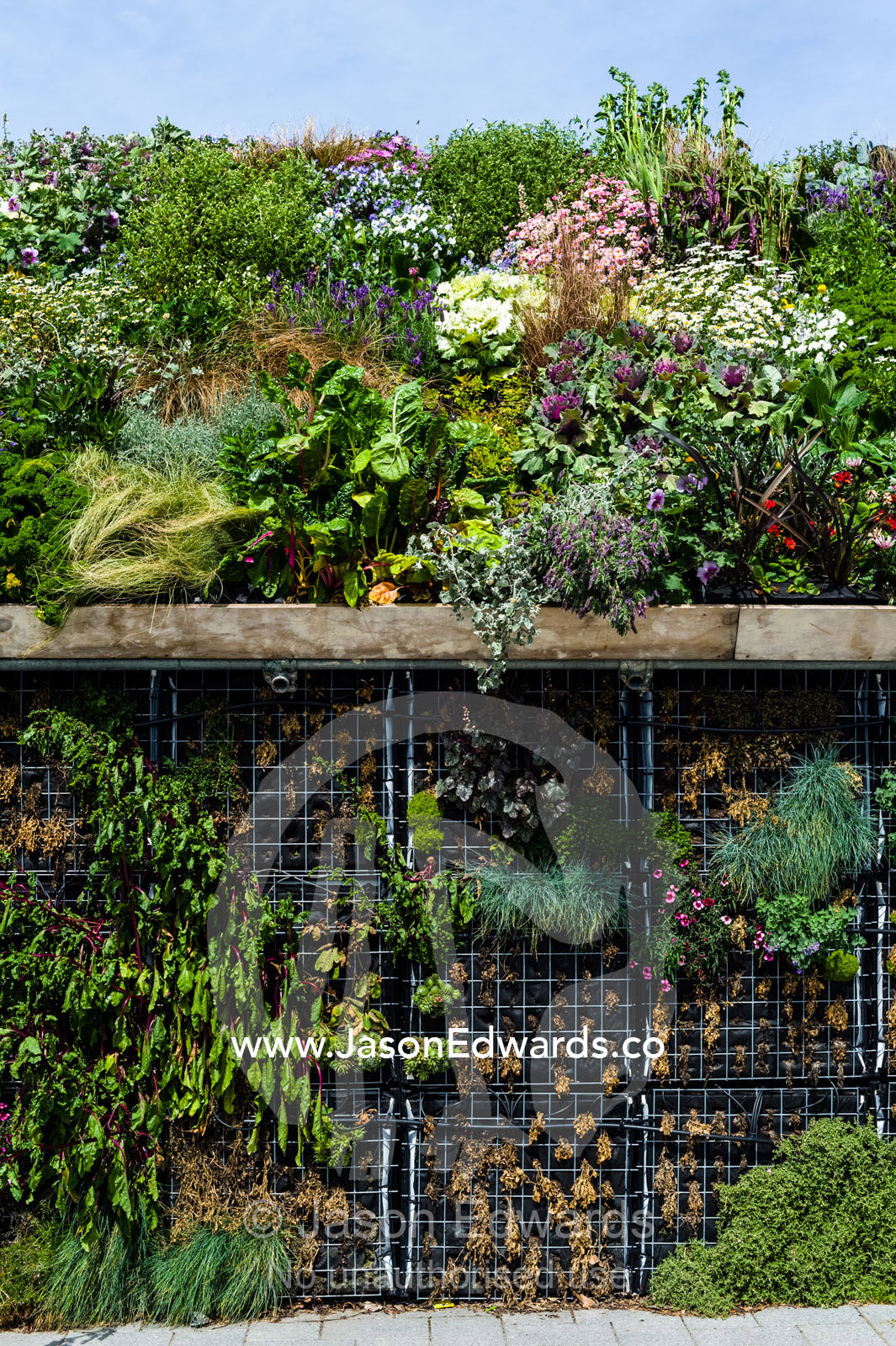Lush and colourful vertical gardens filled with flowers and vegetables in a city square after an earthquake. Christchurch, South Island, New Zealand.