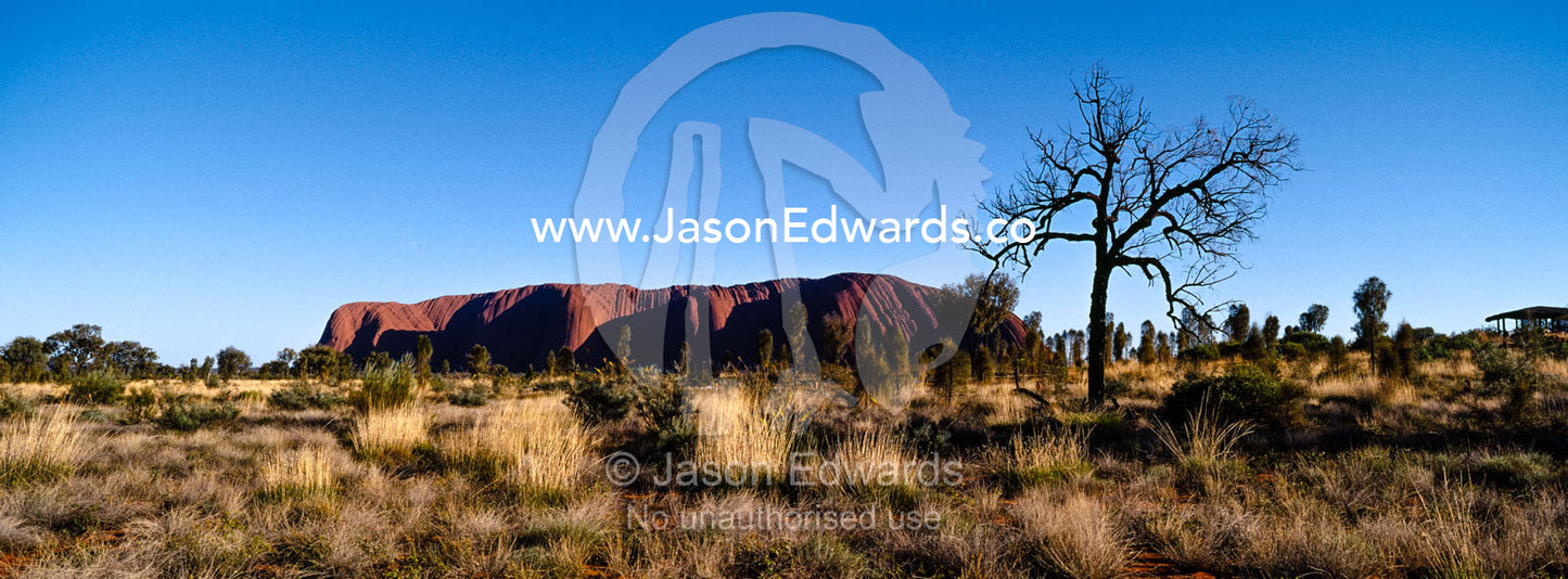 The vast desert plain of the Australian outback dwarfs the dome of Uluru on the horizon. Uluru Kata Tjuta National Park, Northern Territory, Australia.