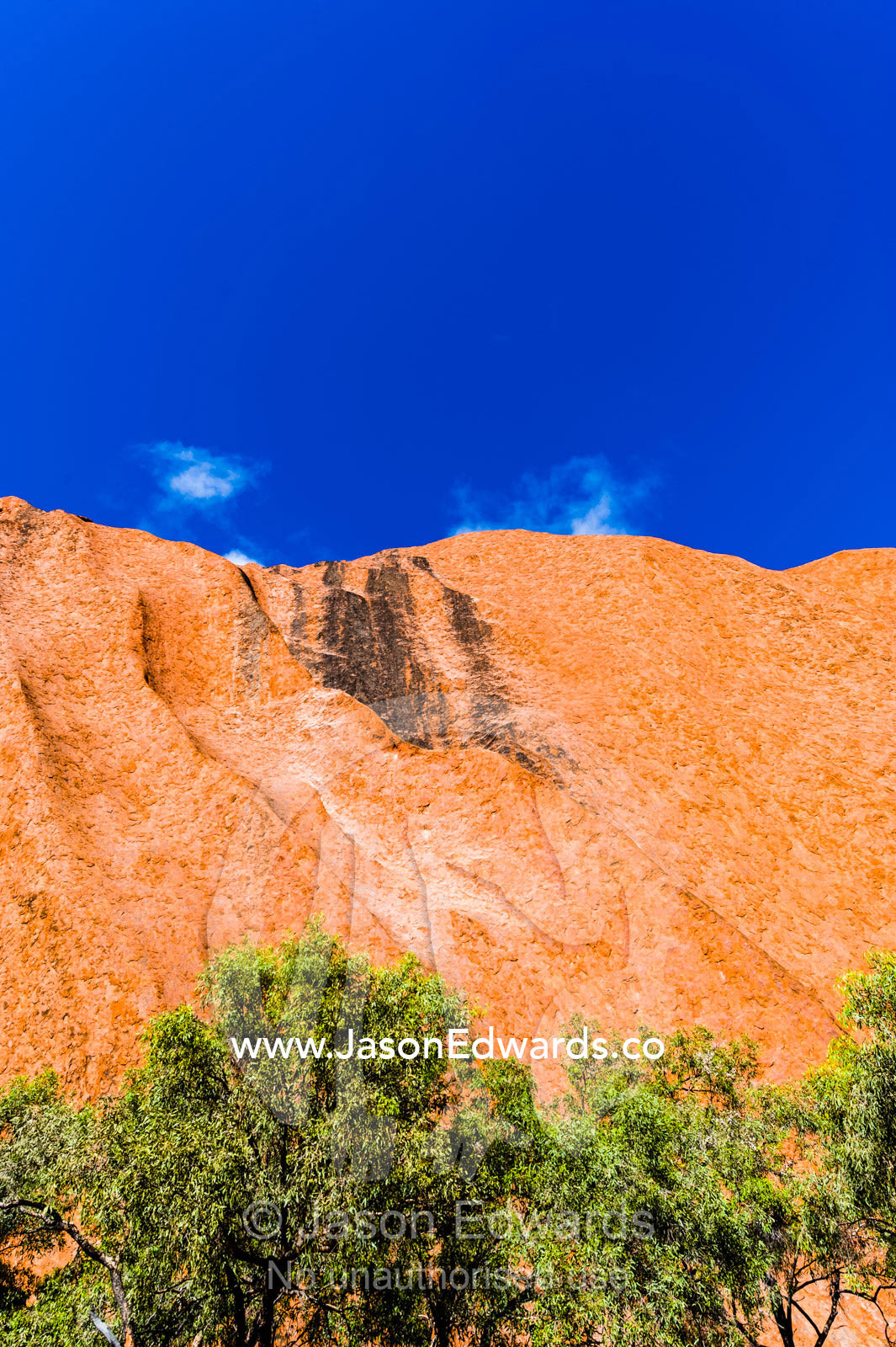 Desert Bloodwood trees, Corymbia Terminalis, growing at the base of Uluru to capture rain runoff. Uluru Kata Tjuta National Park, Northern Territory, Australia.