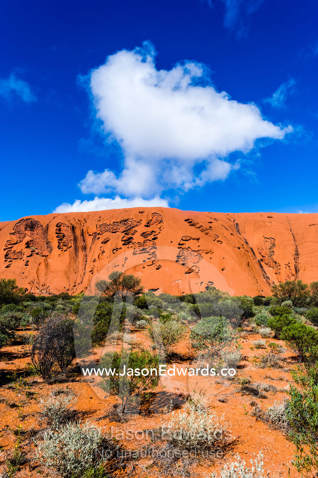 Desert hardy plants survive in the arid and sandy soil surrounding Uluru. Uluru Kata Tjuta National Park, Northern Territory, Australia.