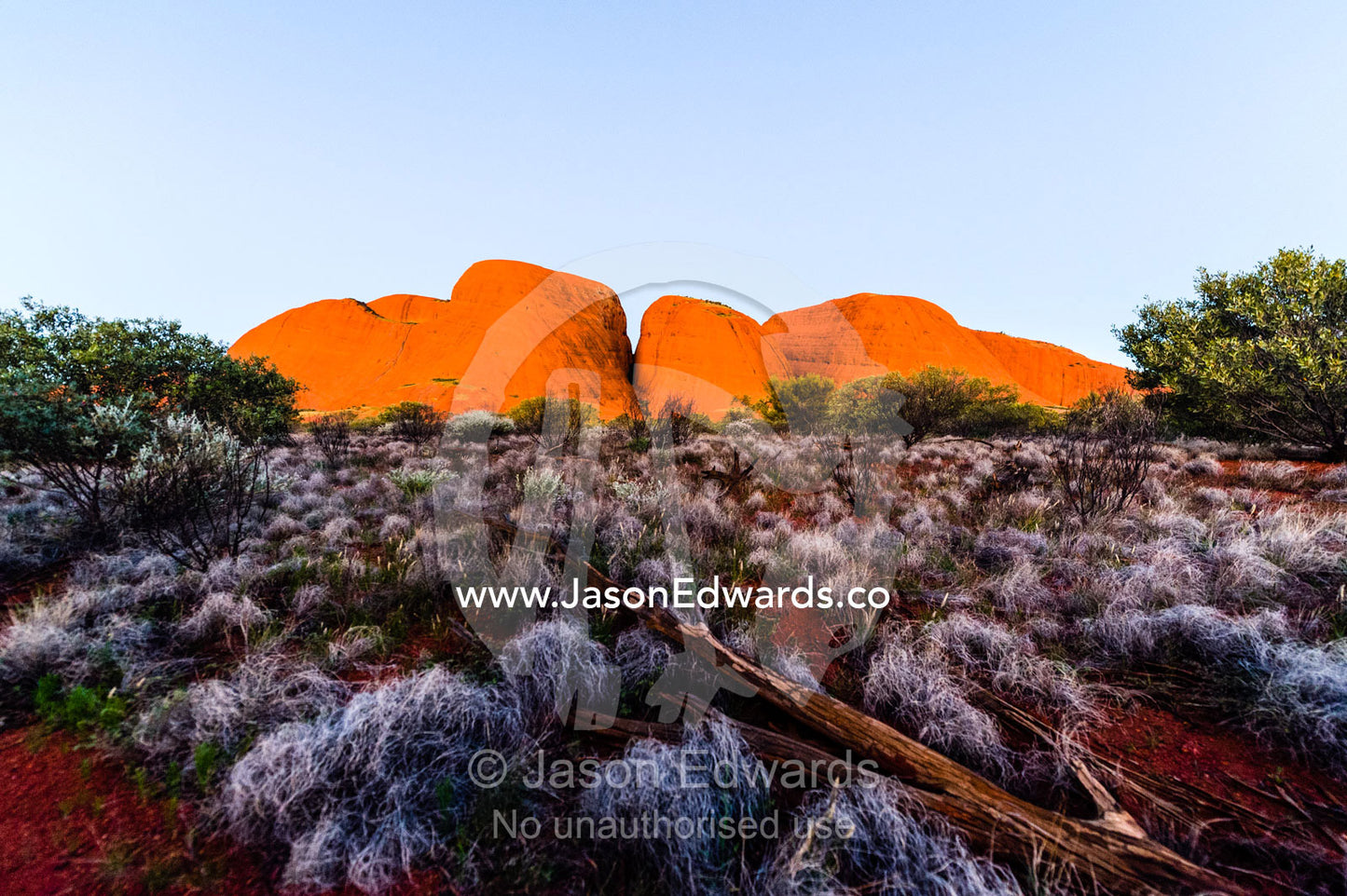 A row of Kata Tjuta stone domes rise from the spinifex grass desert plain at sunset. Uluru Kata Tjuta National Park, Northern Territory, Australia.